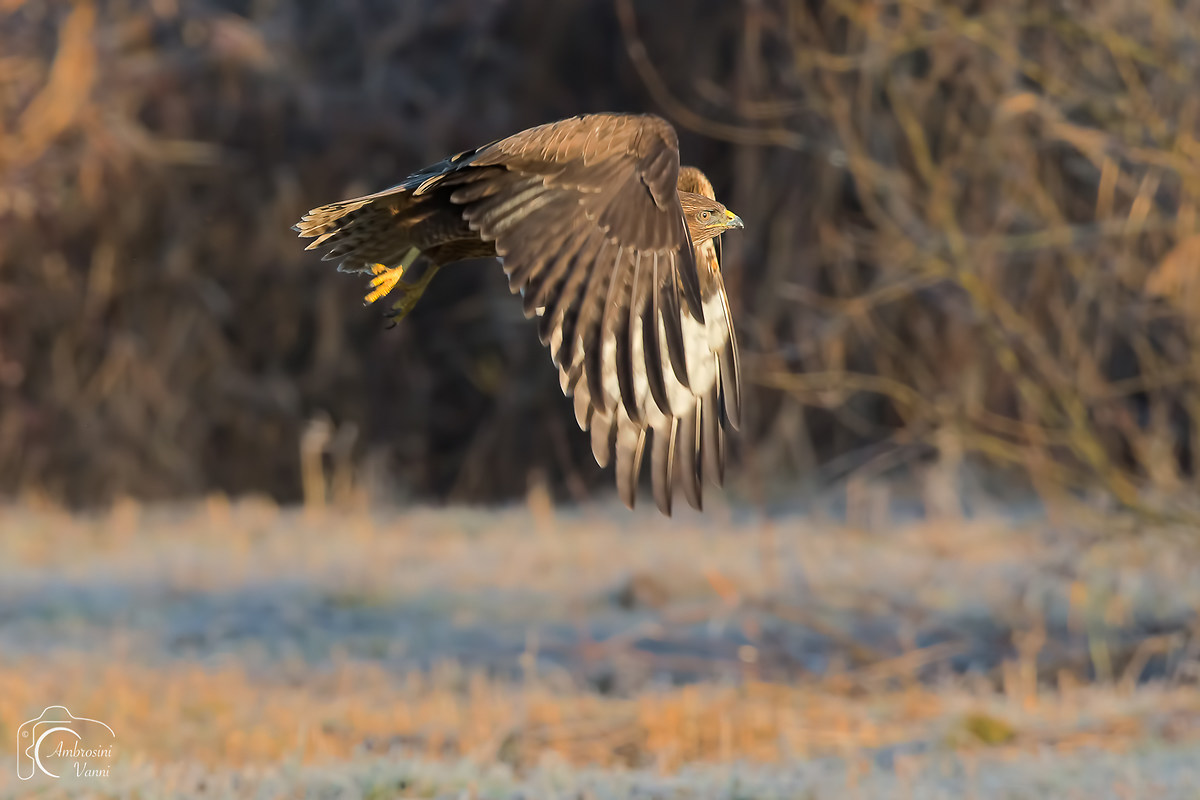 Buzzard...