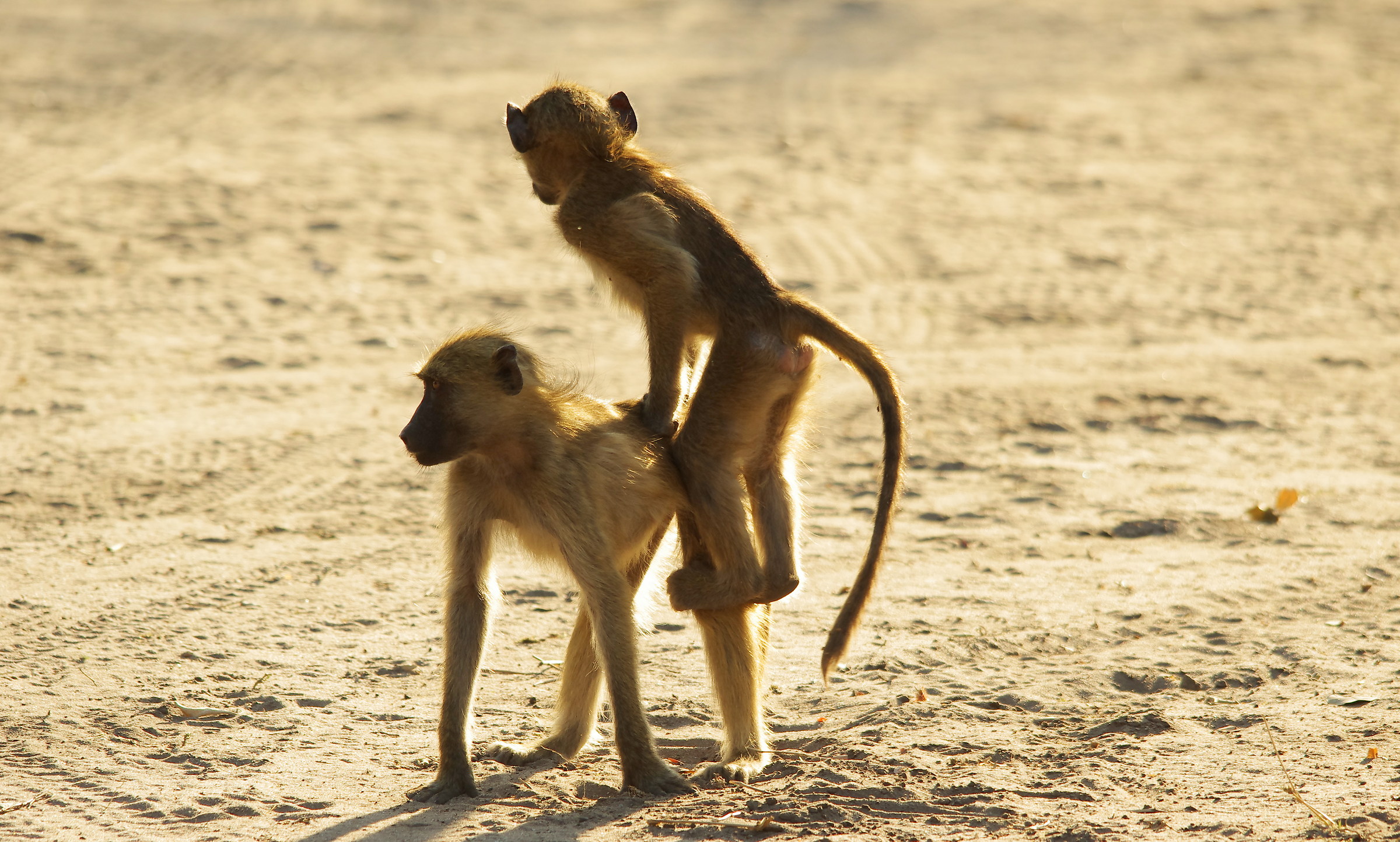 the game of leapfrog...
