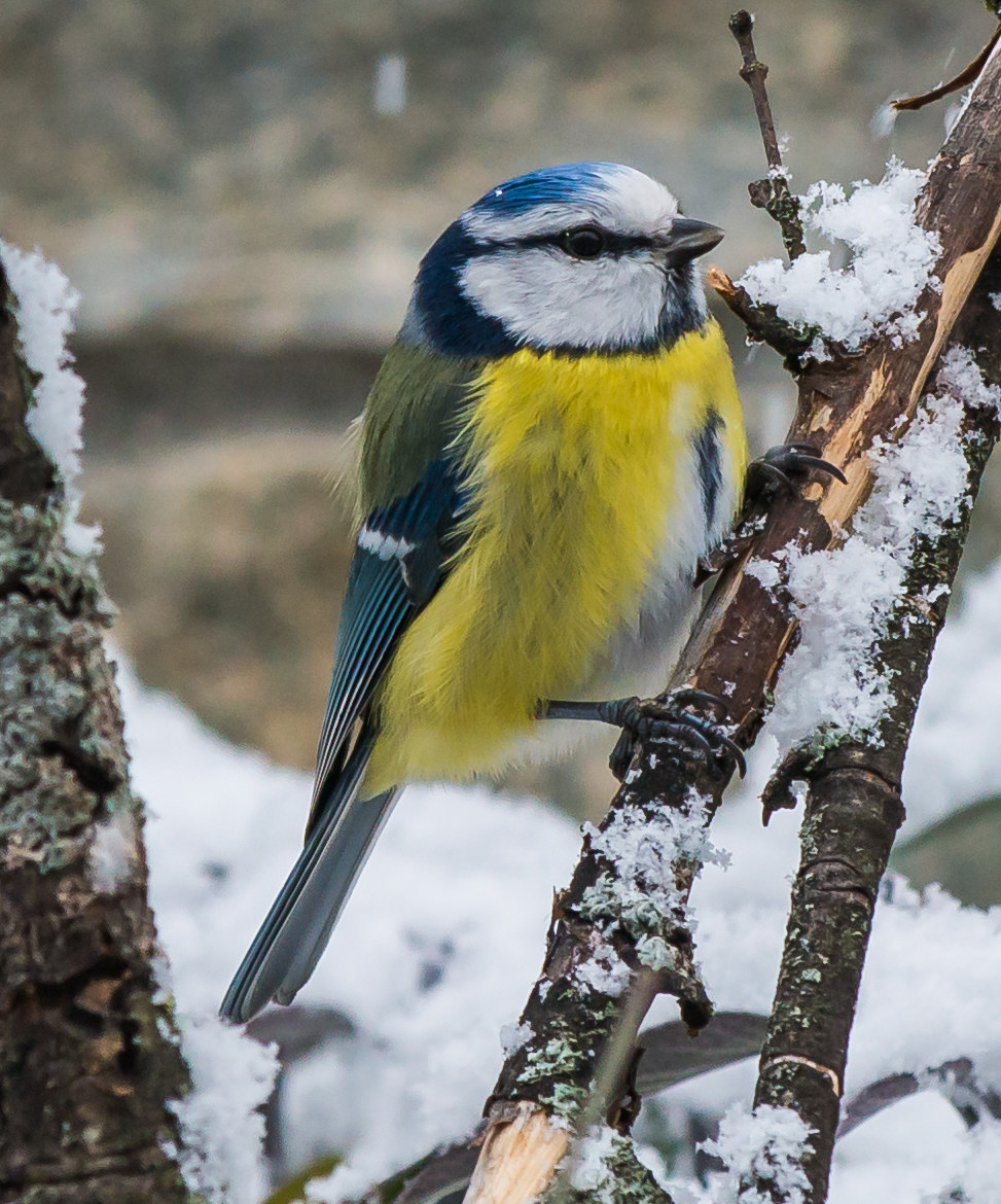 Tit in the snow...