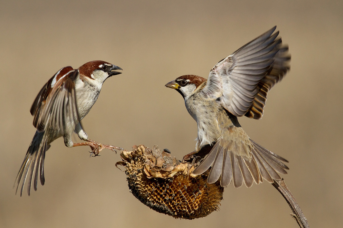 sparrows...