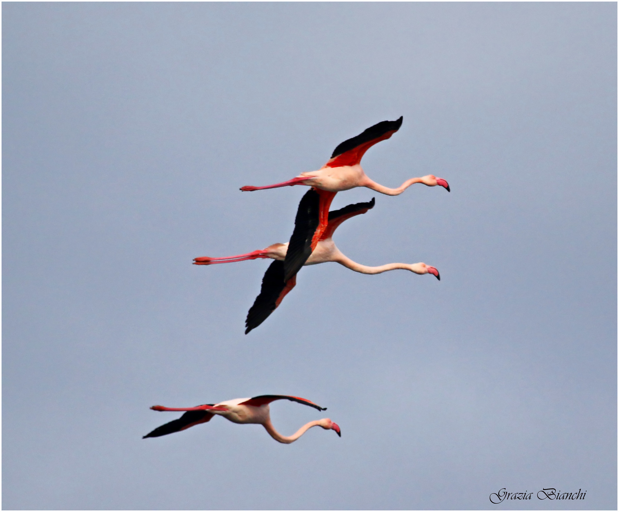 Flamingos - Orbetello lagoon...
