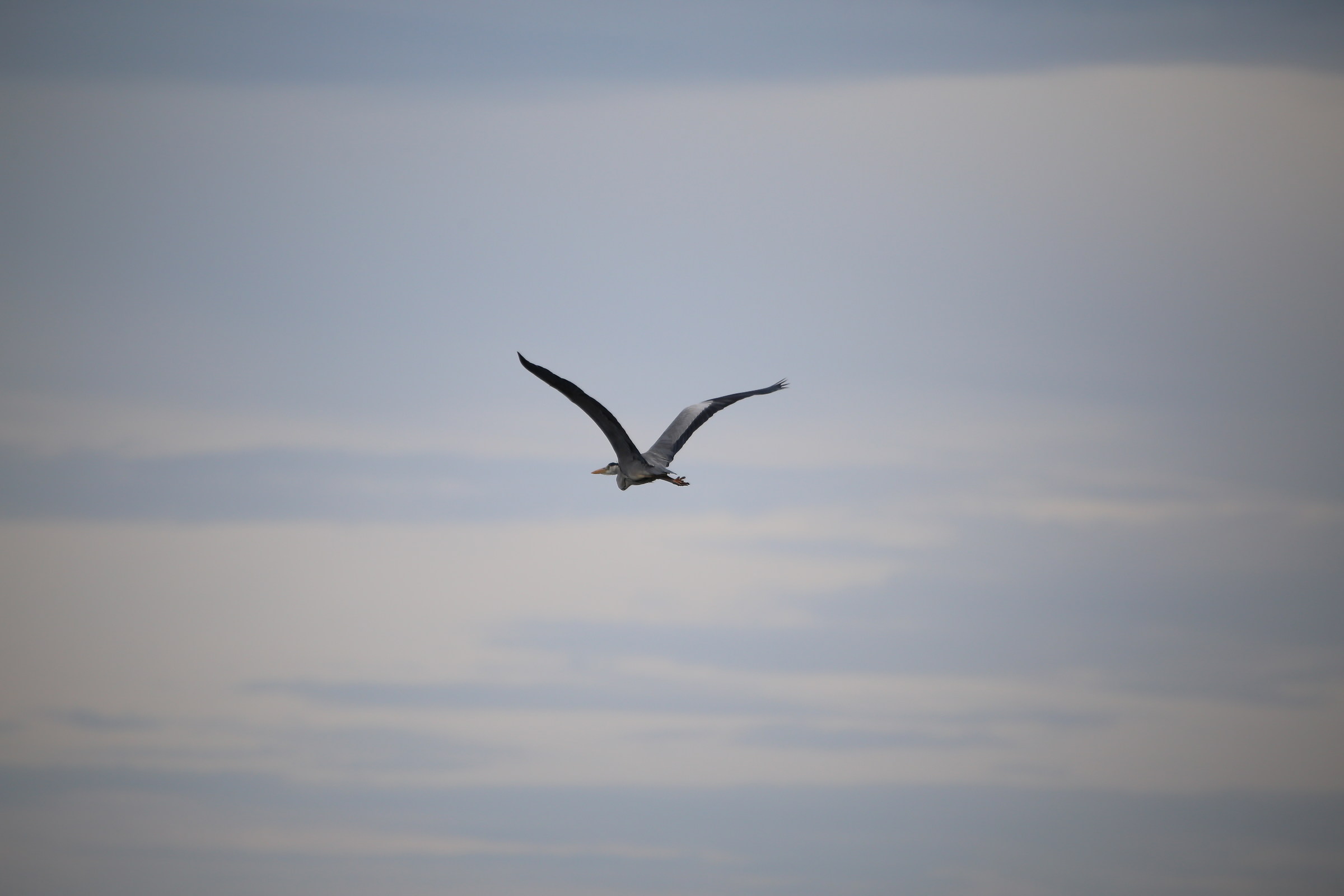 gray heron in flight...