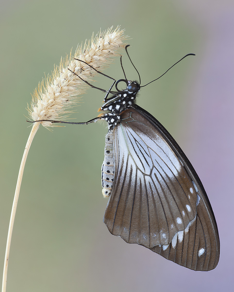 Papilio dardanus...