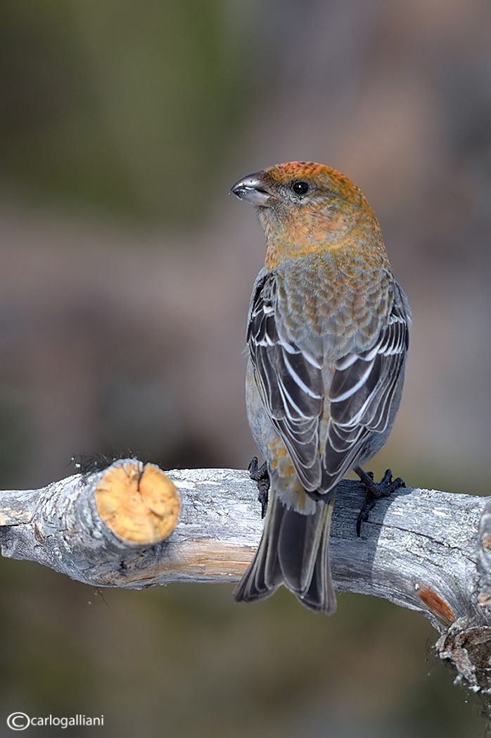 Bullfinch pine forests - female...