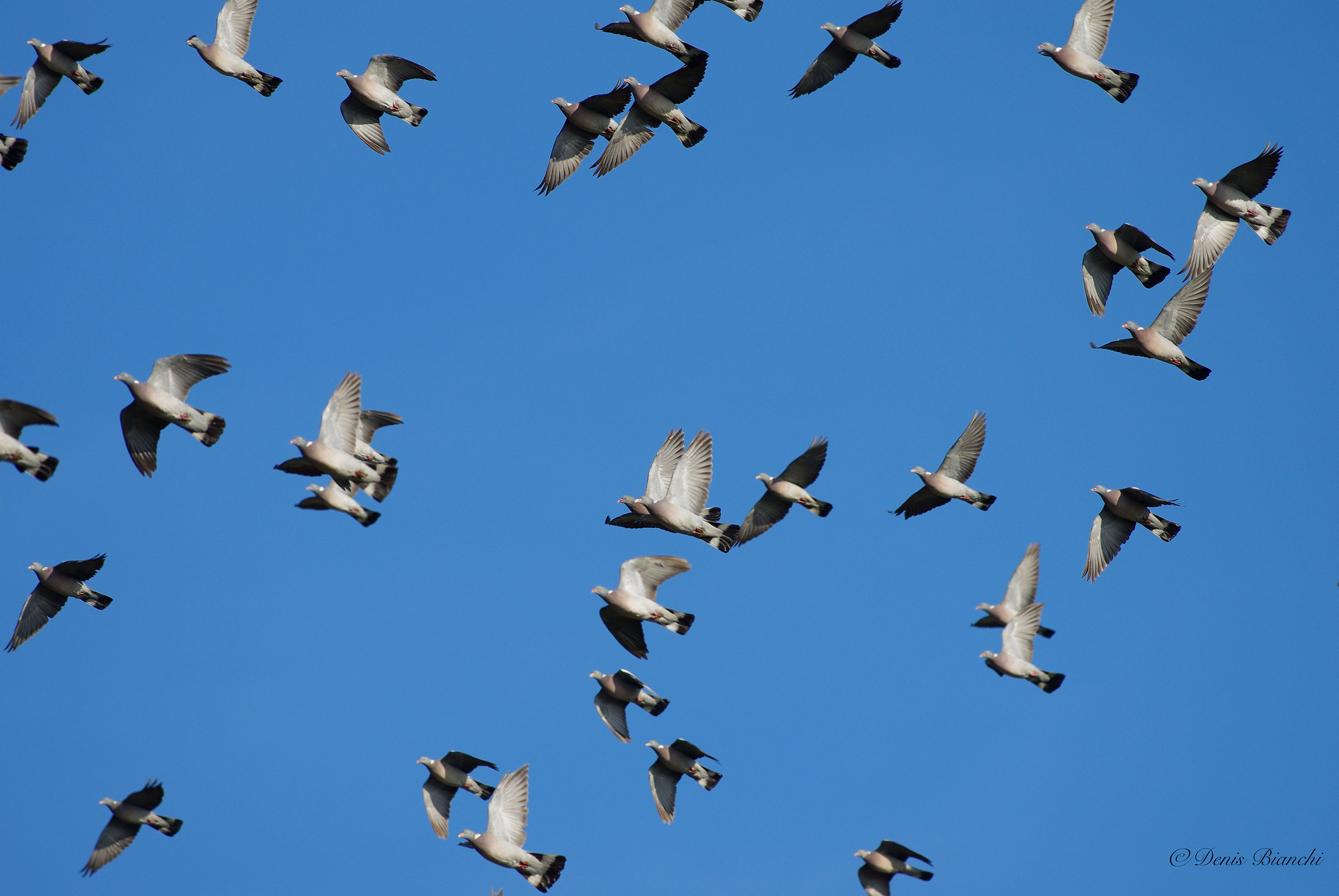 Pigeons in migration...