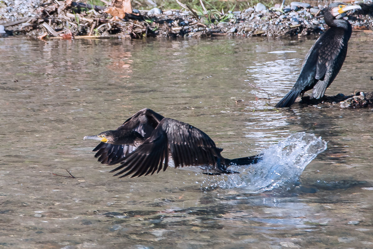 Phalacrocorax carbo (Cormorano)...