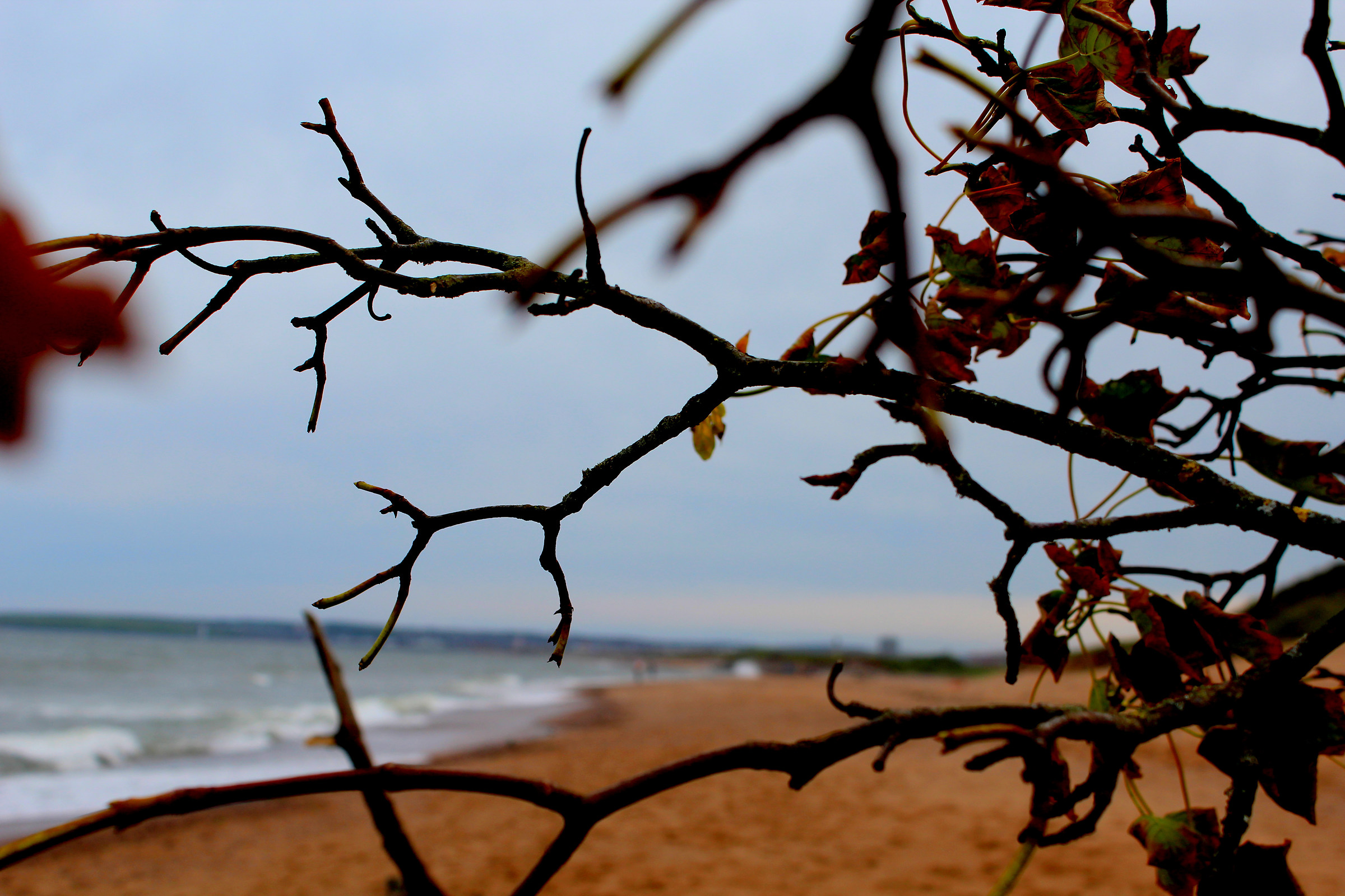 Branch on beach...