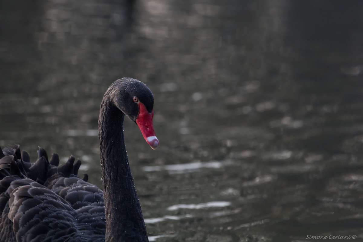 Cygnus Atratus- (Black Swan)...