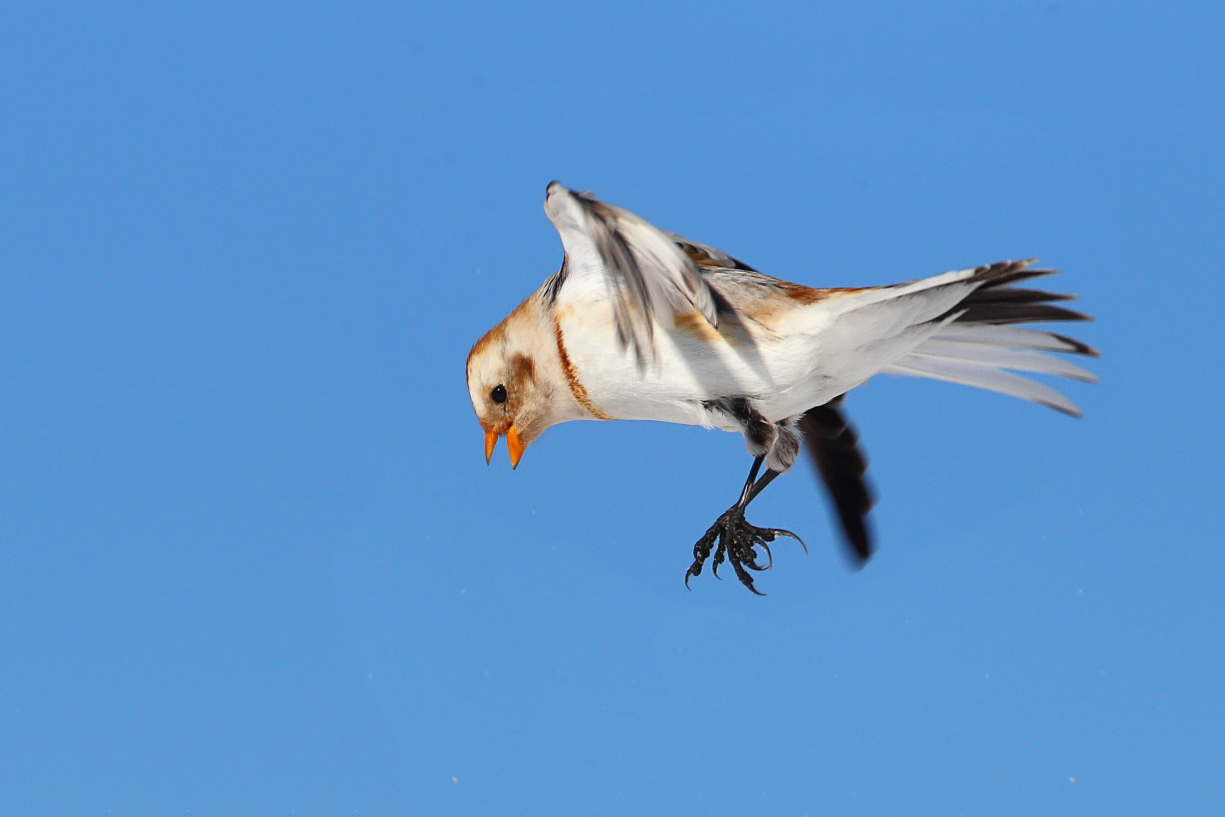 Snow Bunting...
