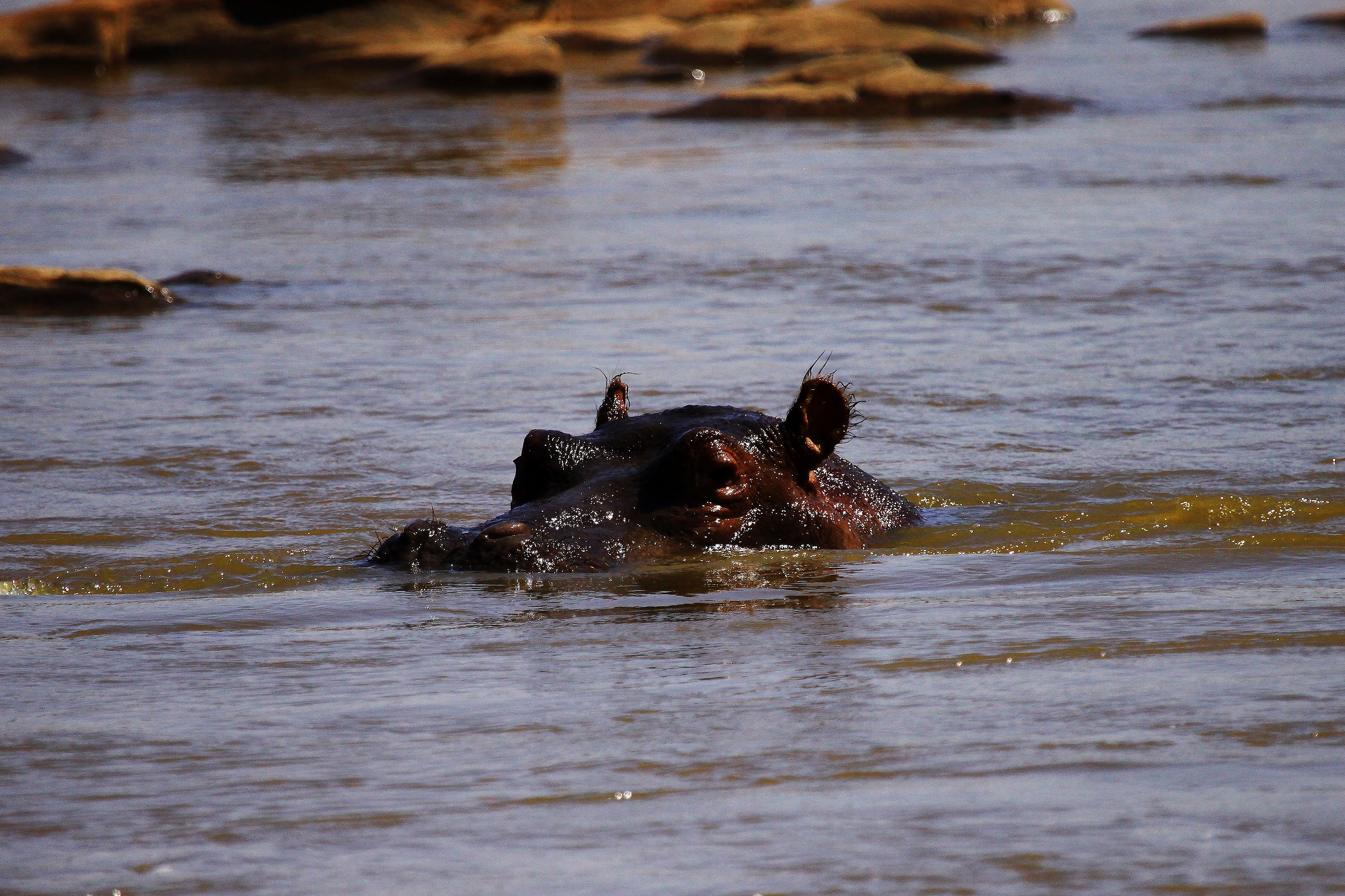 Hippopotamus...