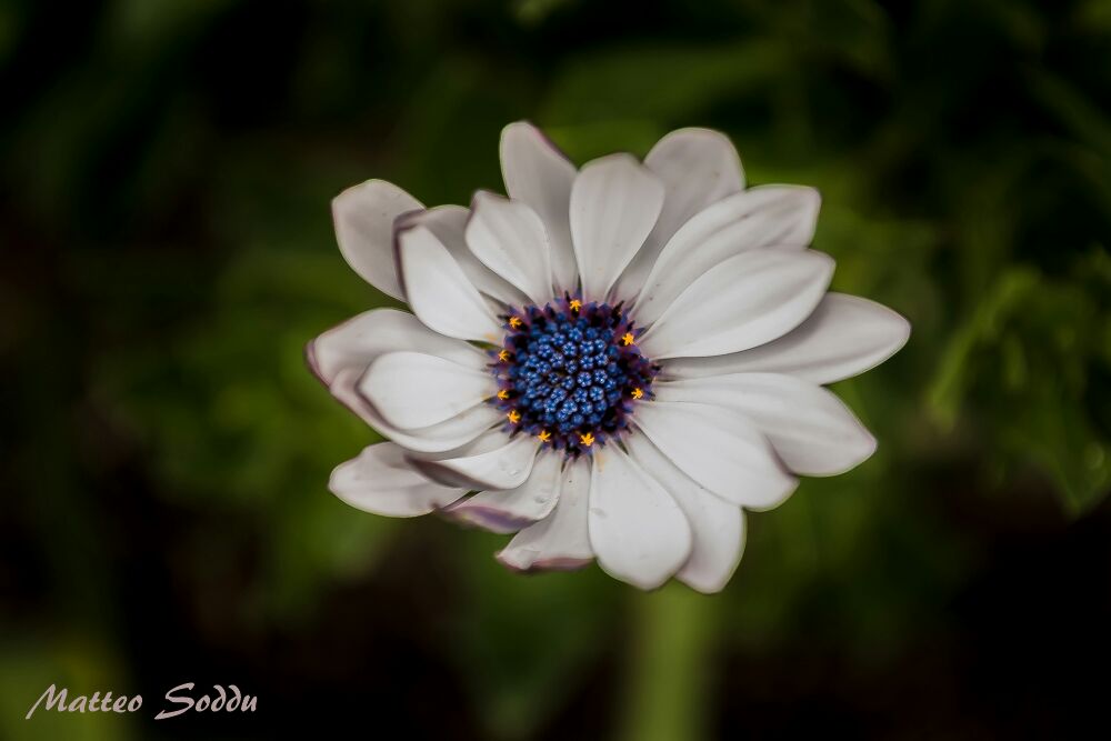 fiore...