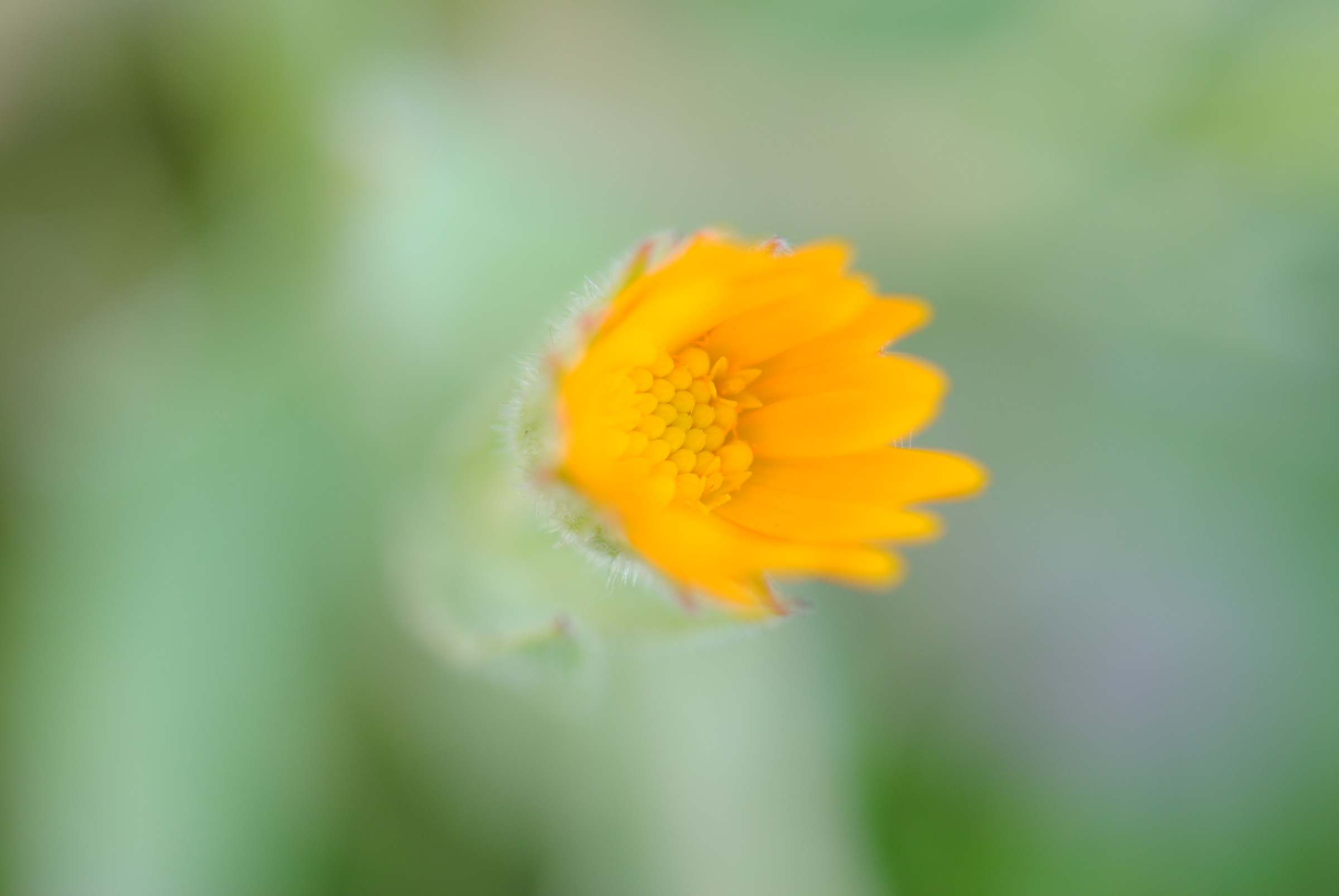 Flower...