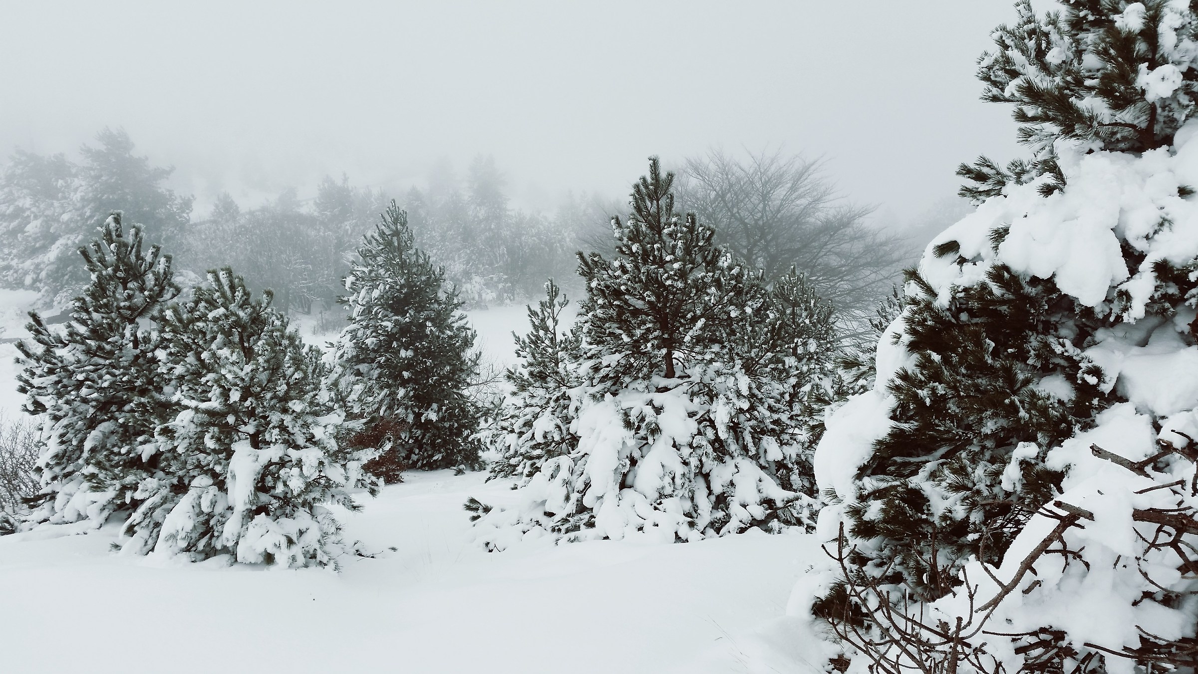 Snowy pine trees in Praglia...