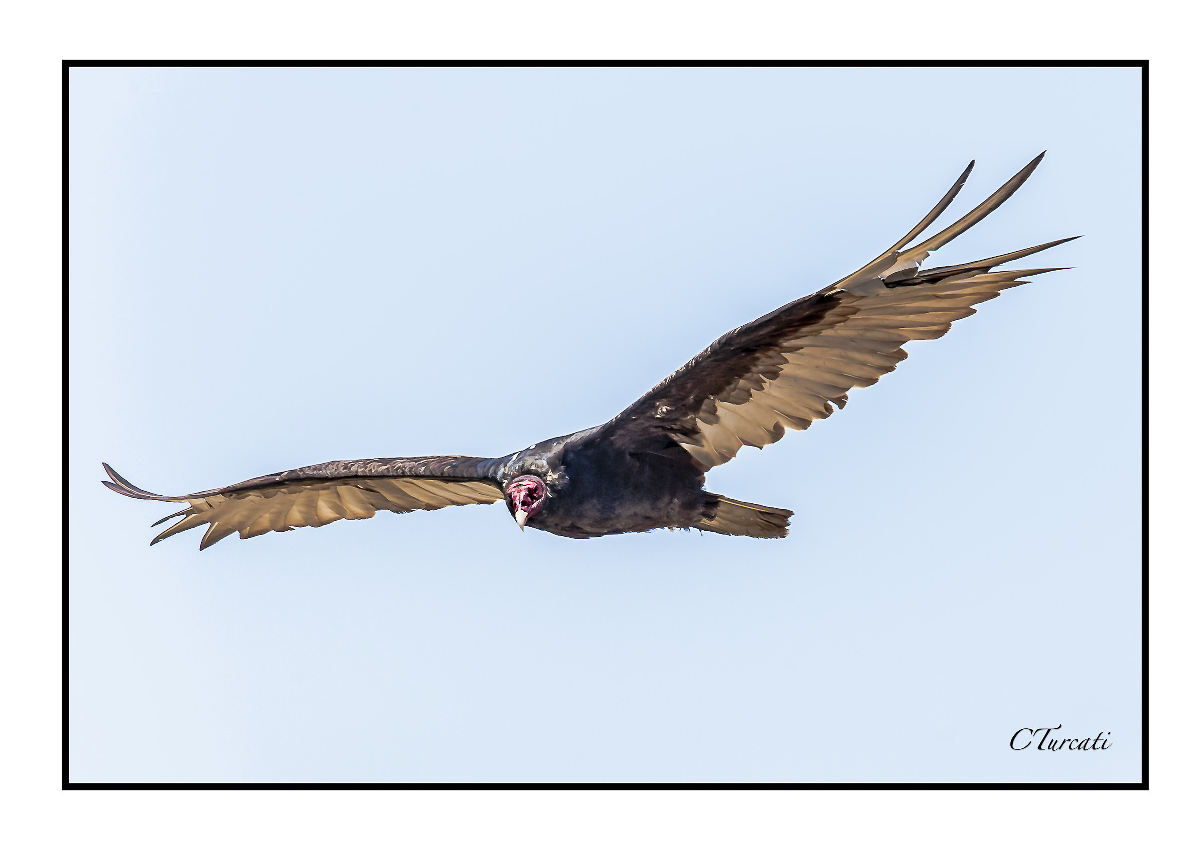 Condor della California - Gymnogyps Californianus...