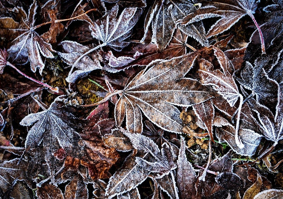 winter leaves...
