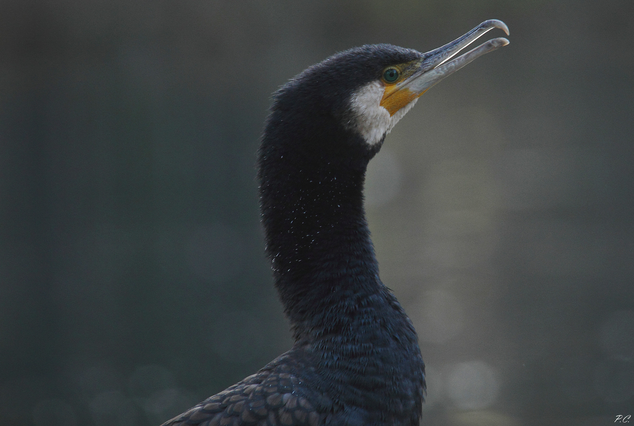 cormorant portrait 4...