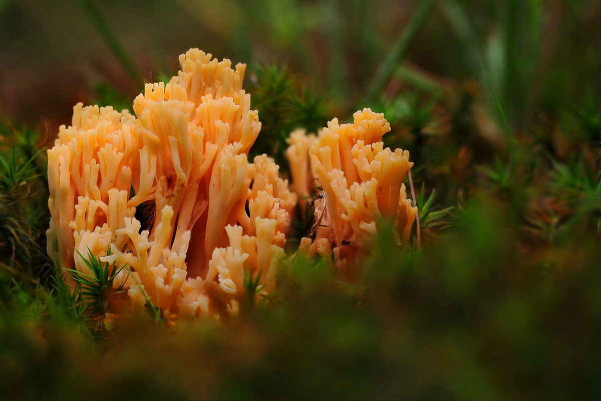 Coral (Ramaria sp.)...