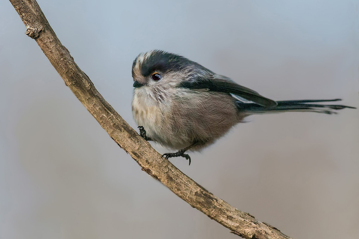 the arrival of the long-tailed tit...