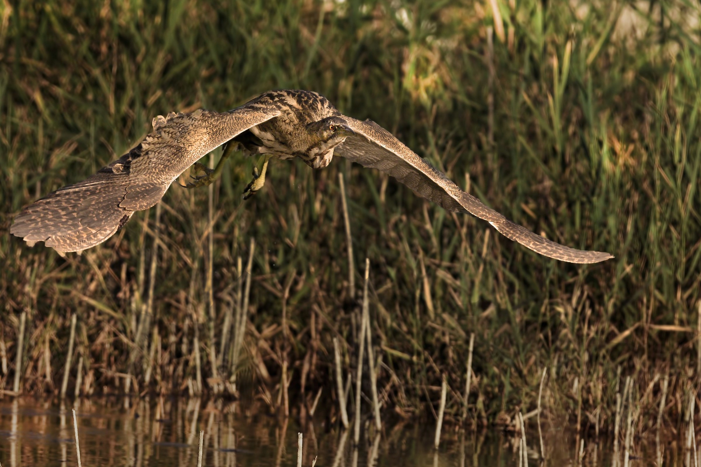 bittern...