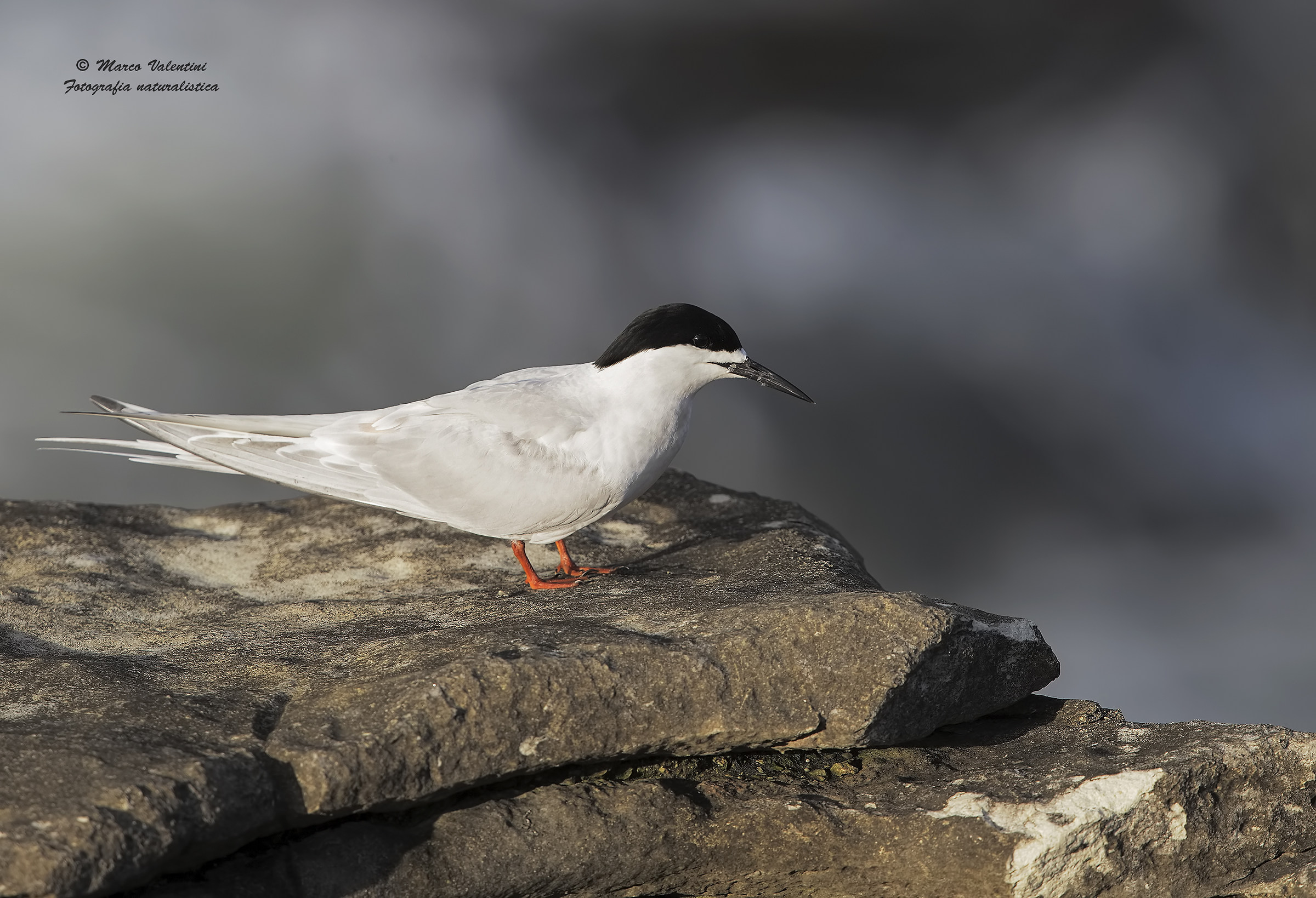 Tern white forehead...