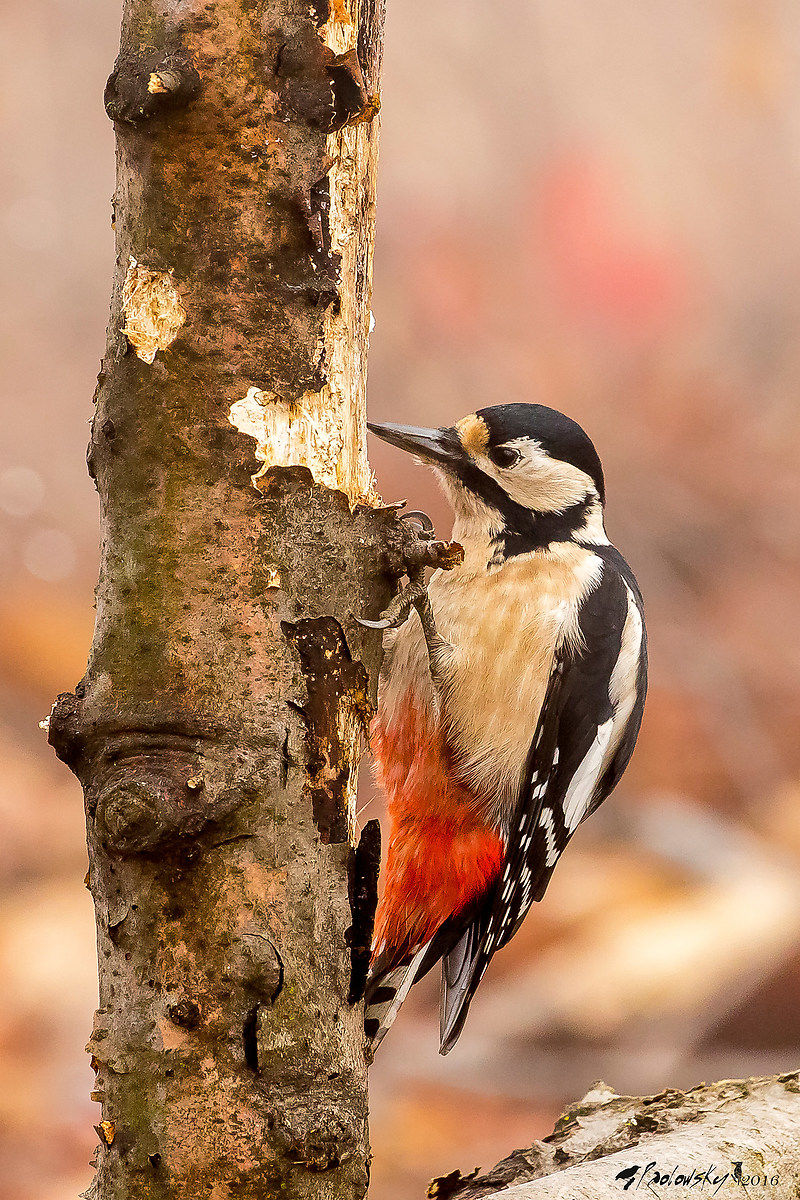Spotted Woodpecker...