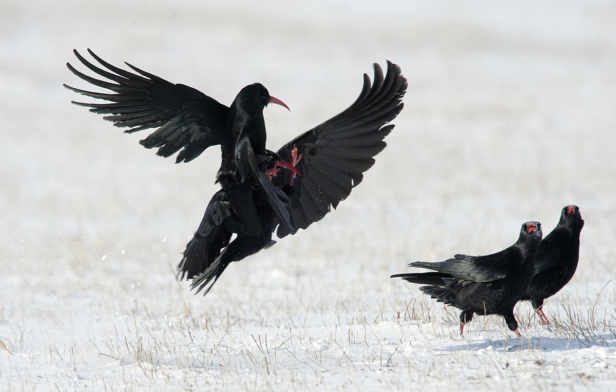 choughs 2...