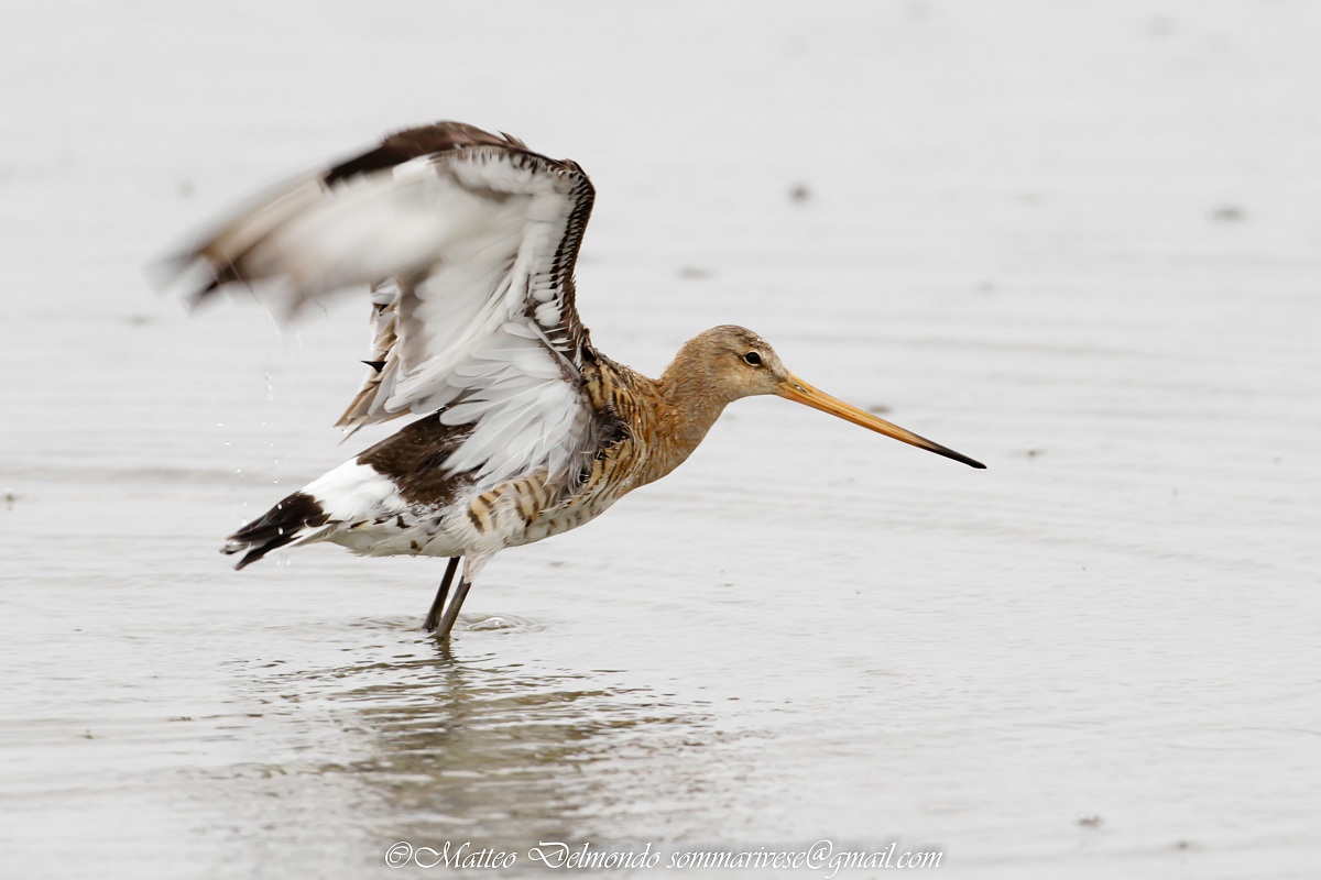 Black-tailed Godwit...