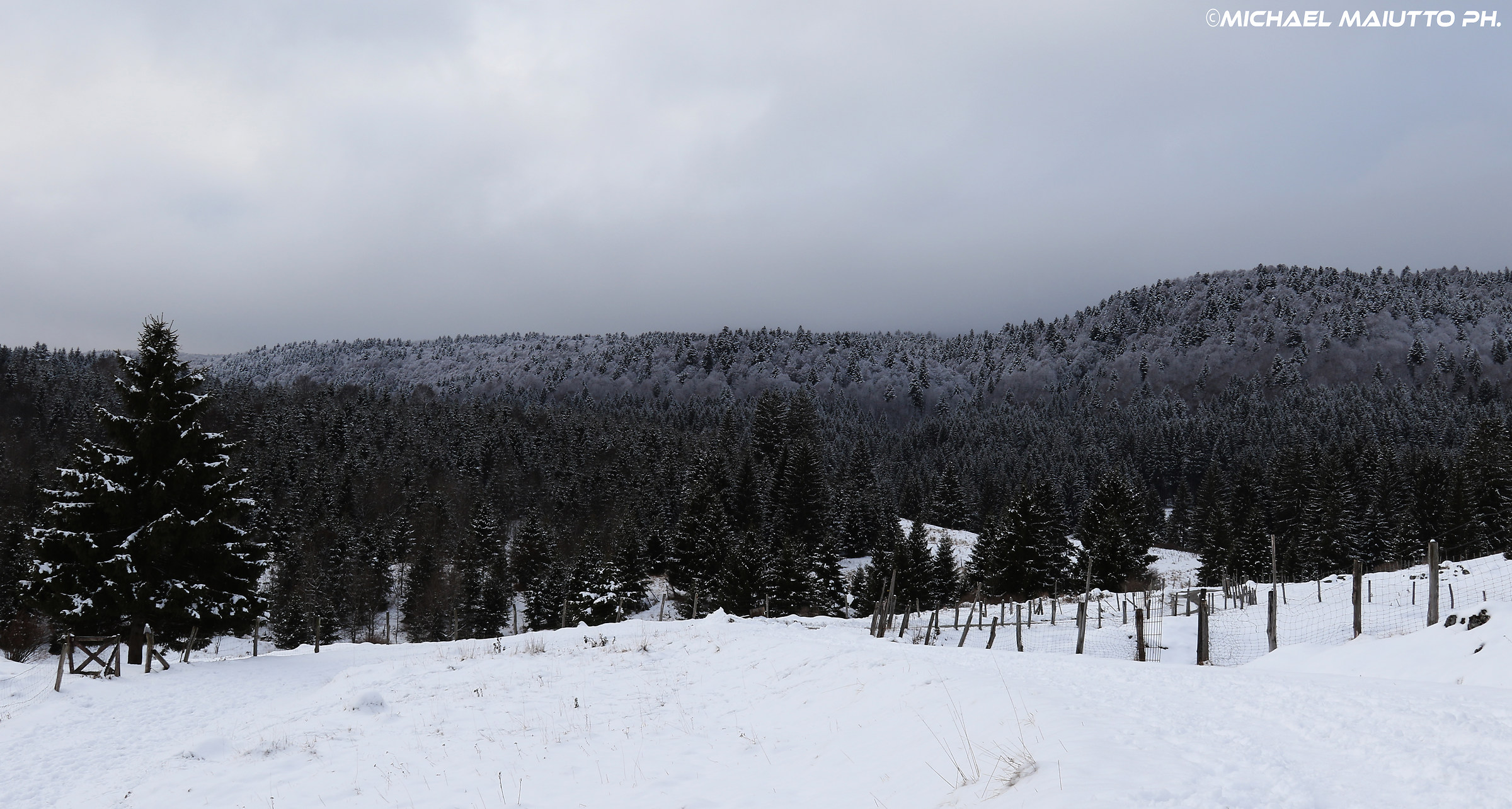 La prima neve (bosco del Cansiglio)...