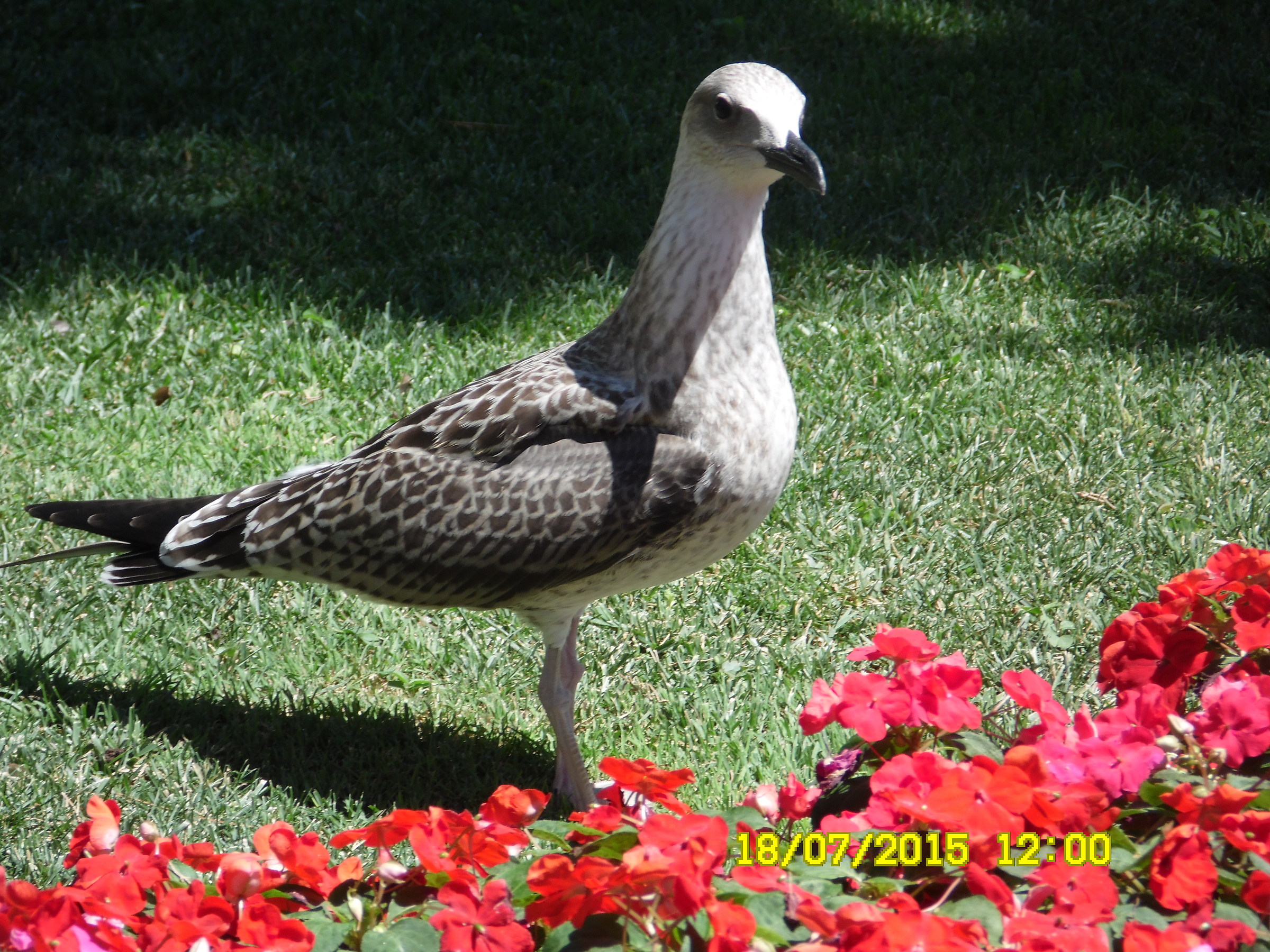 Gull posing!...