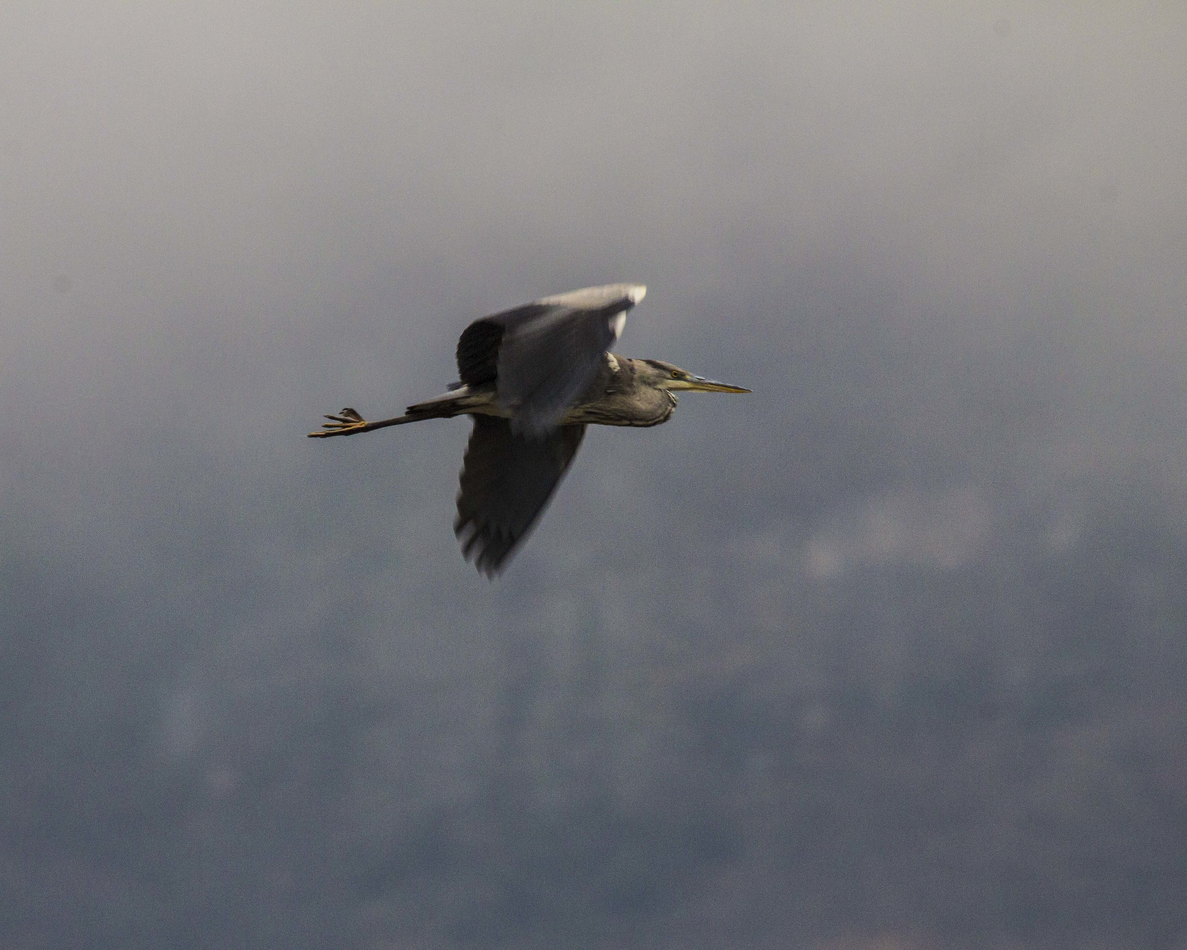 Grey Heron "on the fly"...