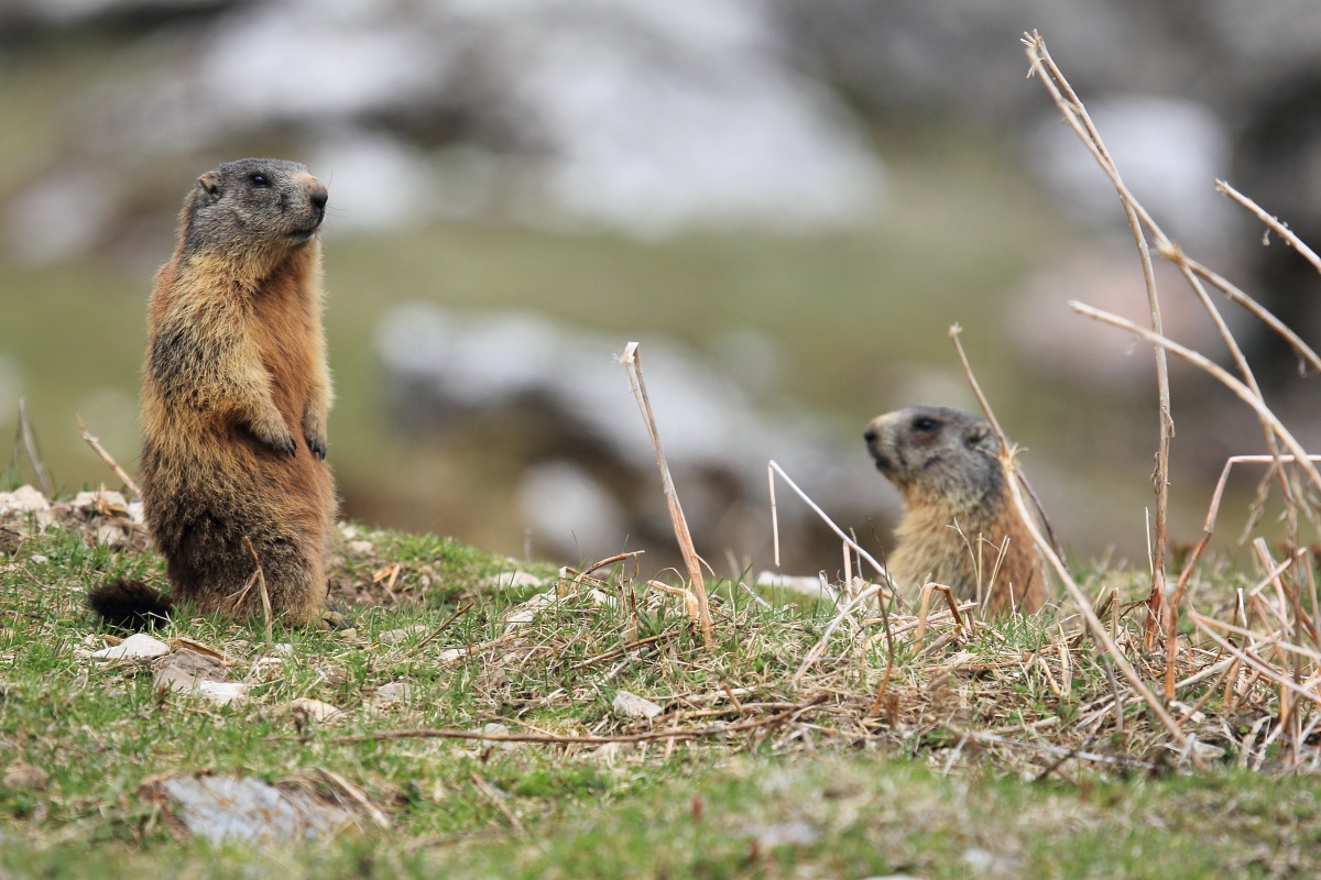 The nice marmot...