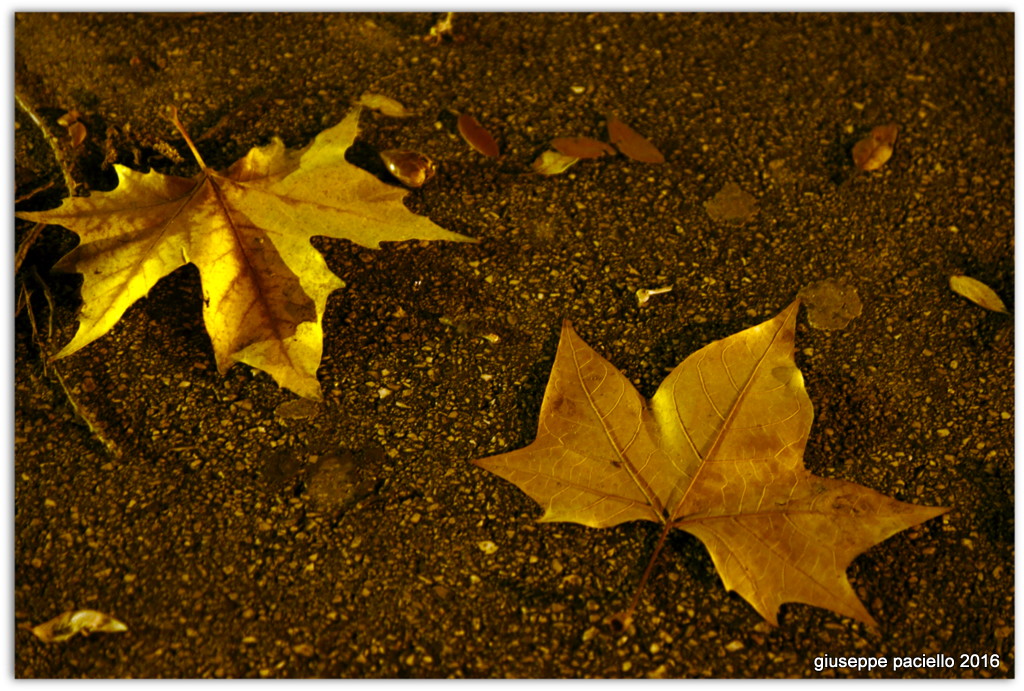 Dry leaves...