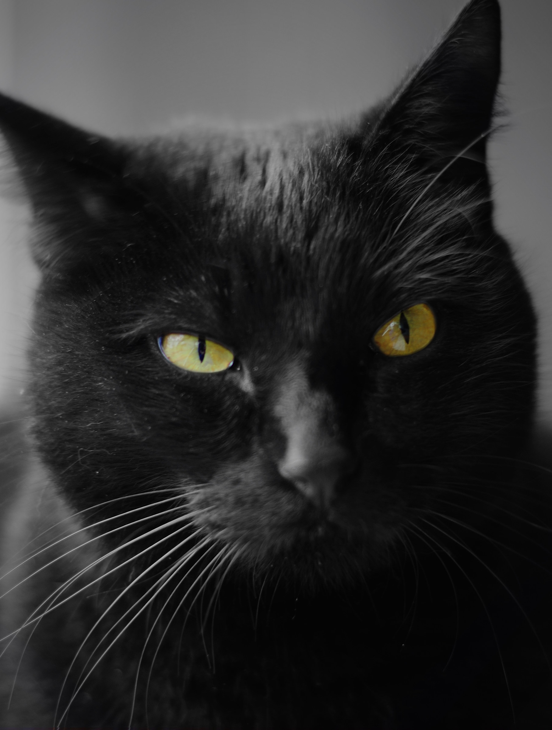 Black Cat...