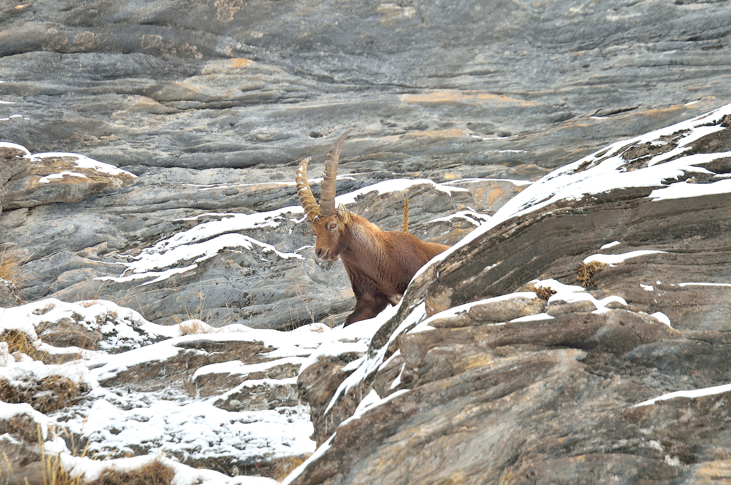 young ibex...