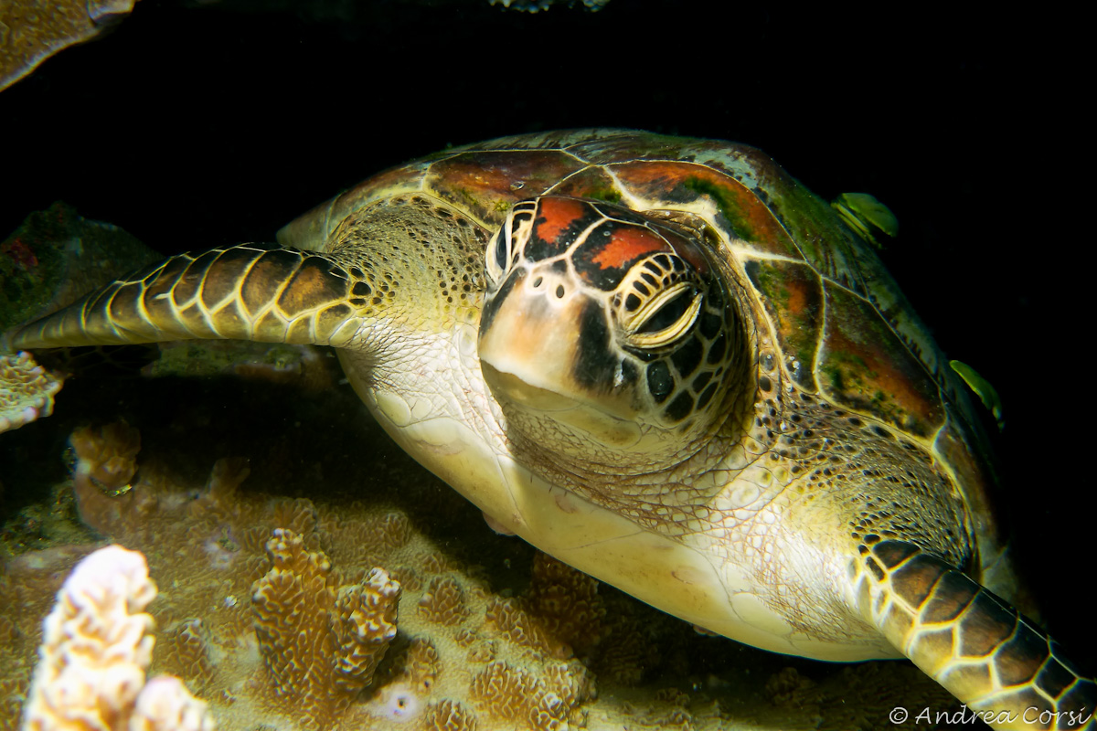 Turtle Philippines...