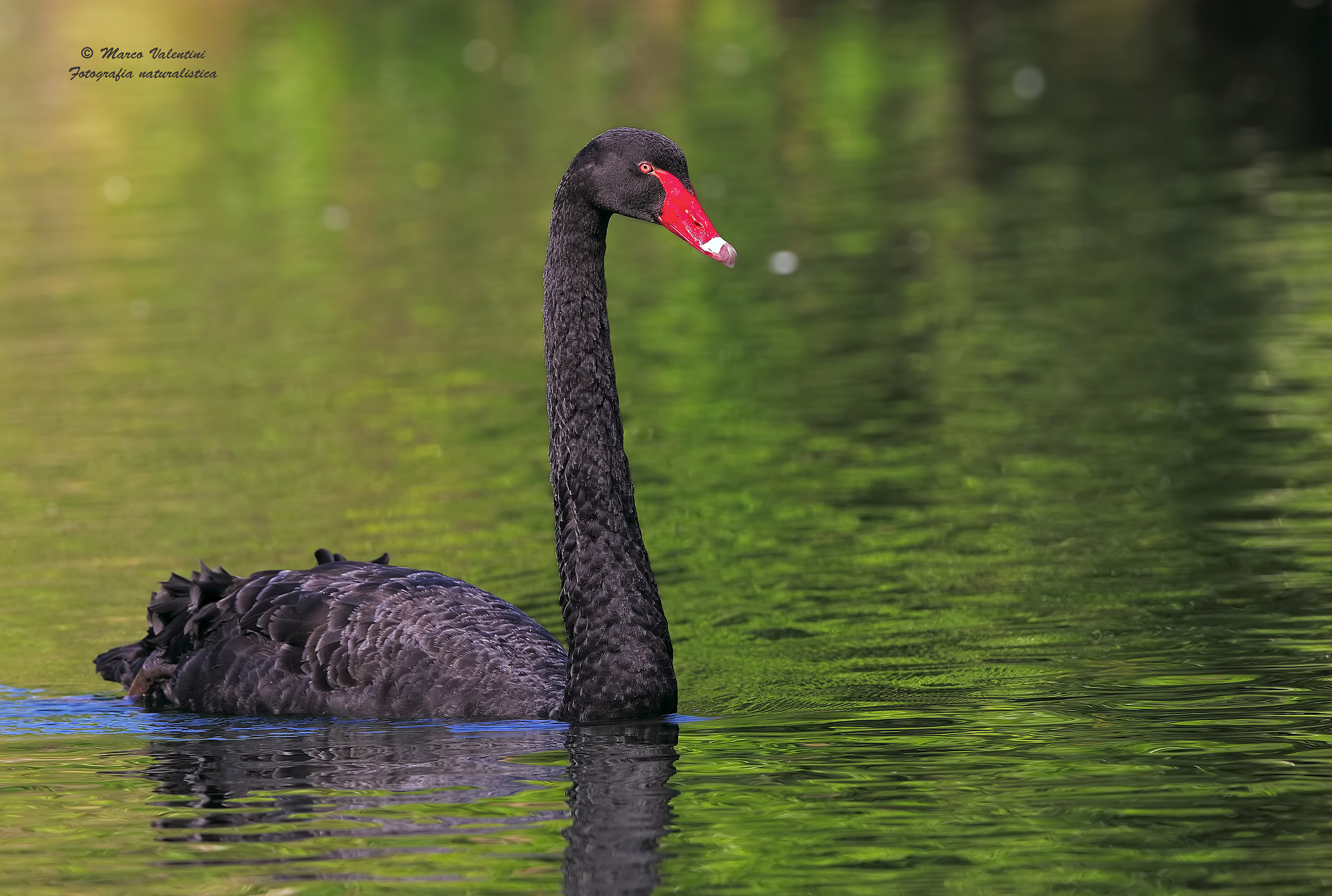 The black Swan...