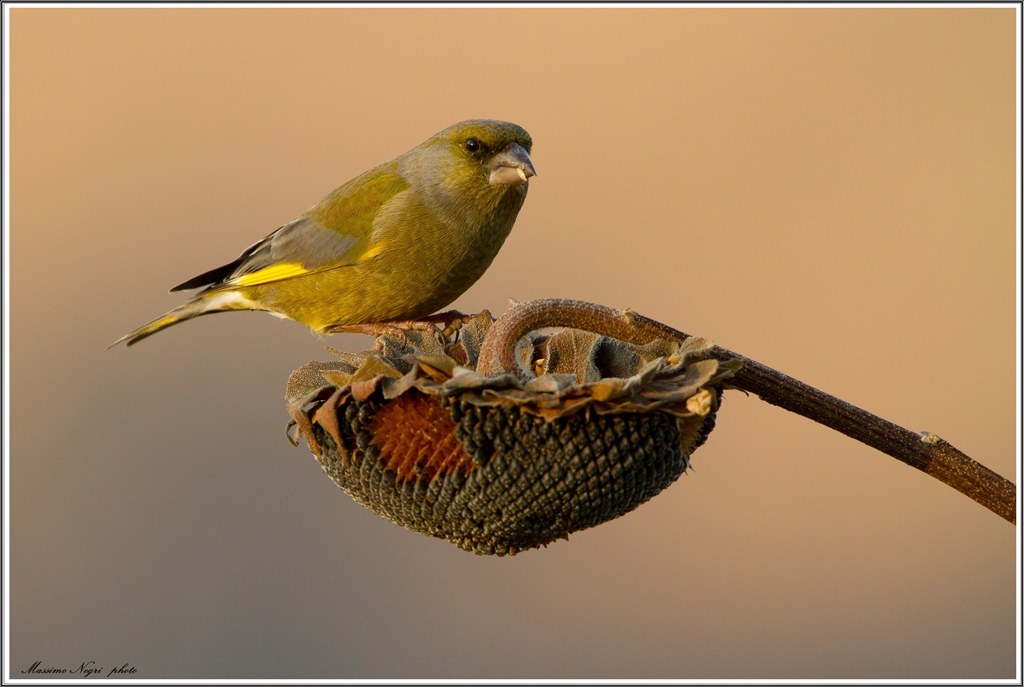 greenfinch...