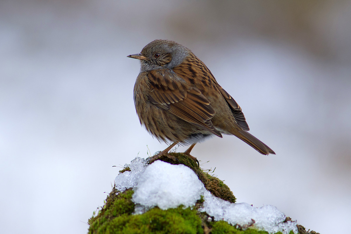 Finally a bit of cold .. (Dunnock)...