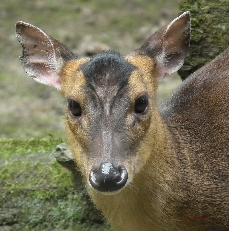 n ° 1 - pudu deer deer park the bog nine...