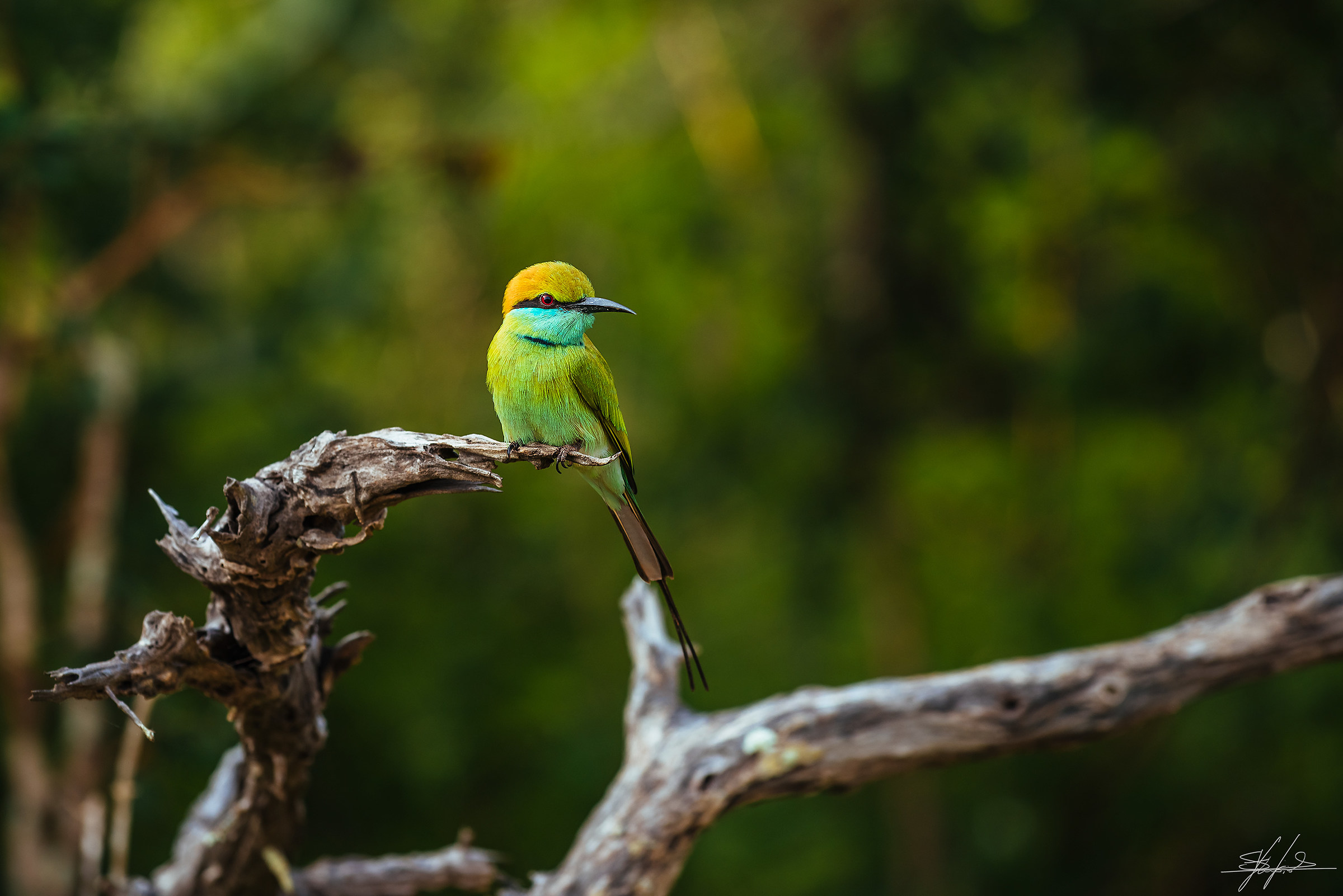 Green bee-eater (Merops orientalis)...