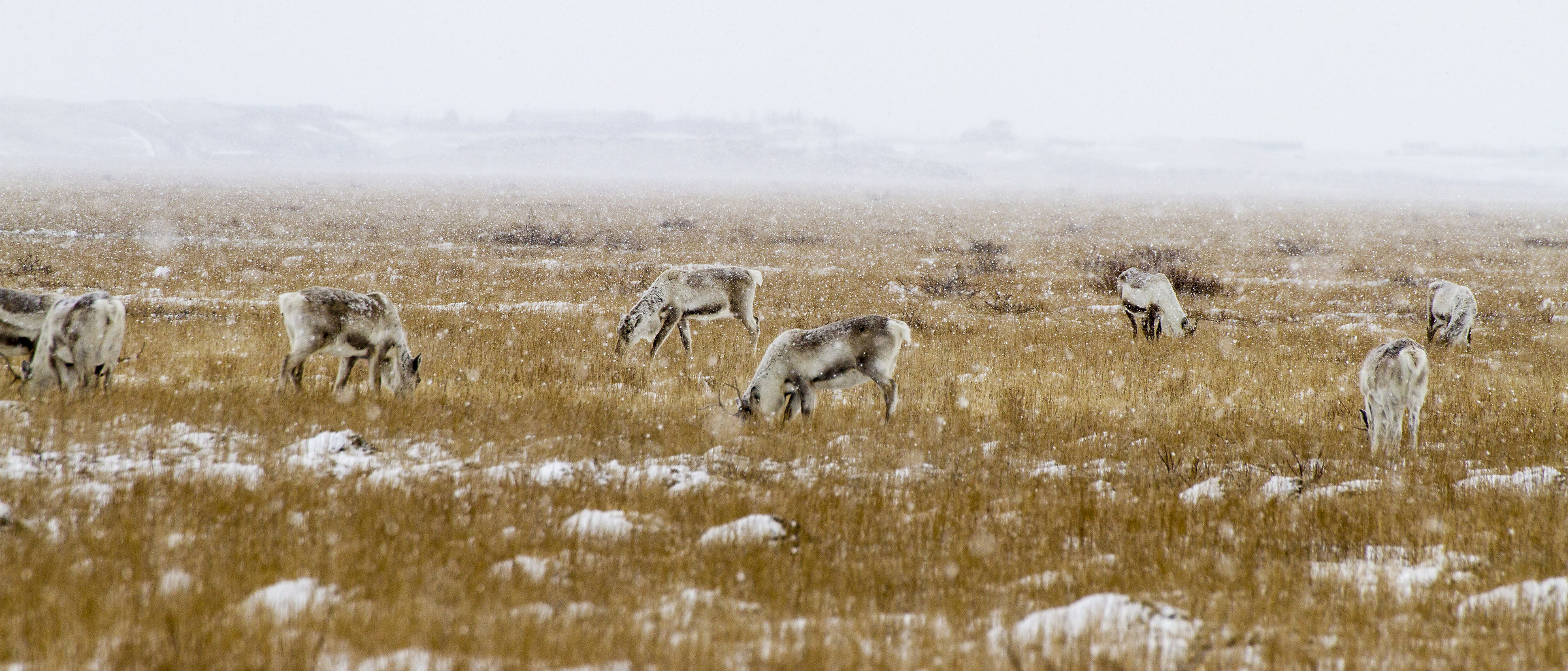 Reindeer and snow...
