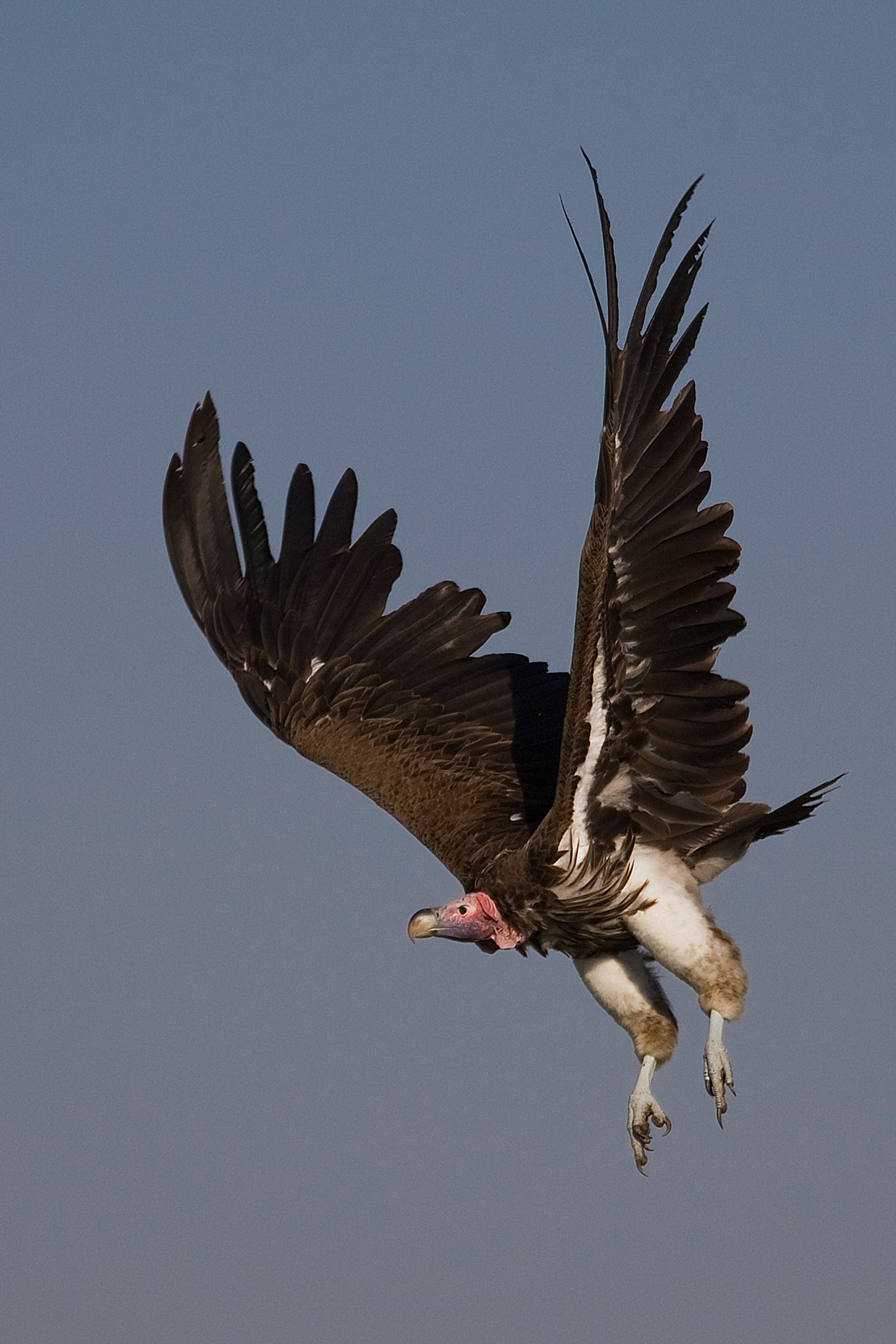 lapped faced vulture...