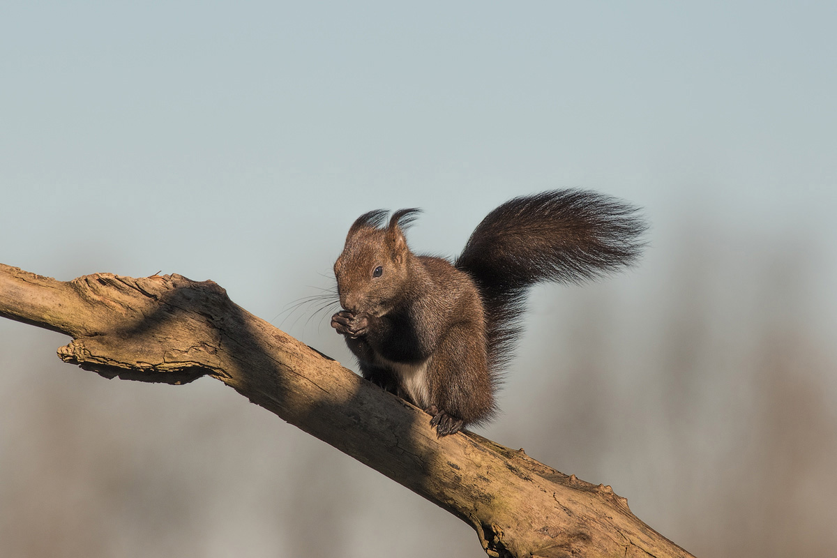Squirrel in the wind...