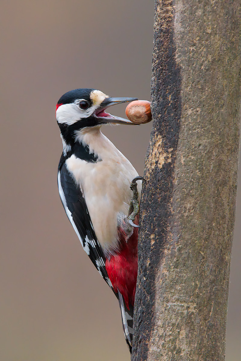 Woodpecker always in adverse conditions...