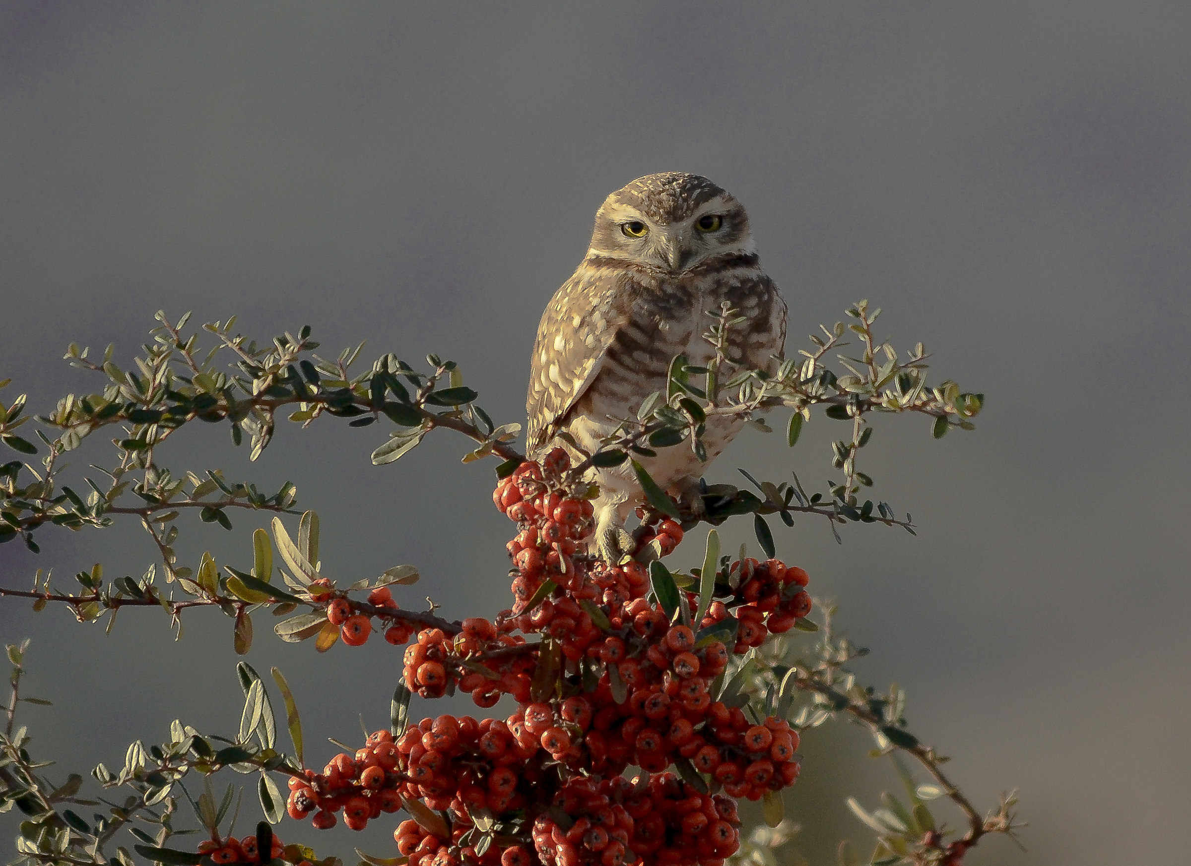 Burrowing Owl / Athene cunicularia...