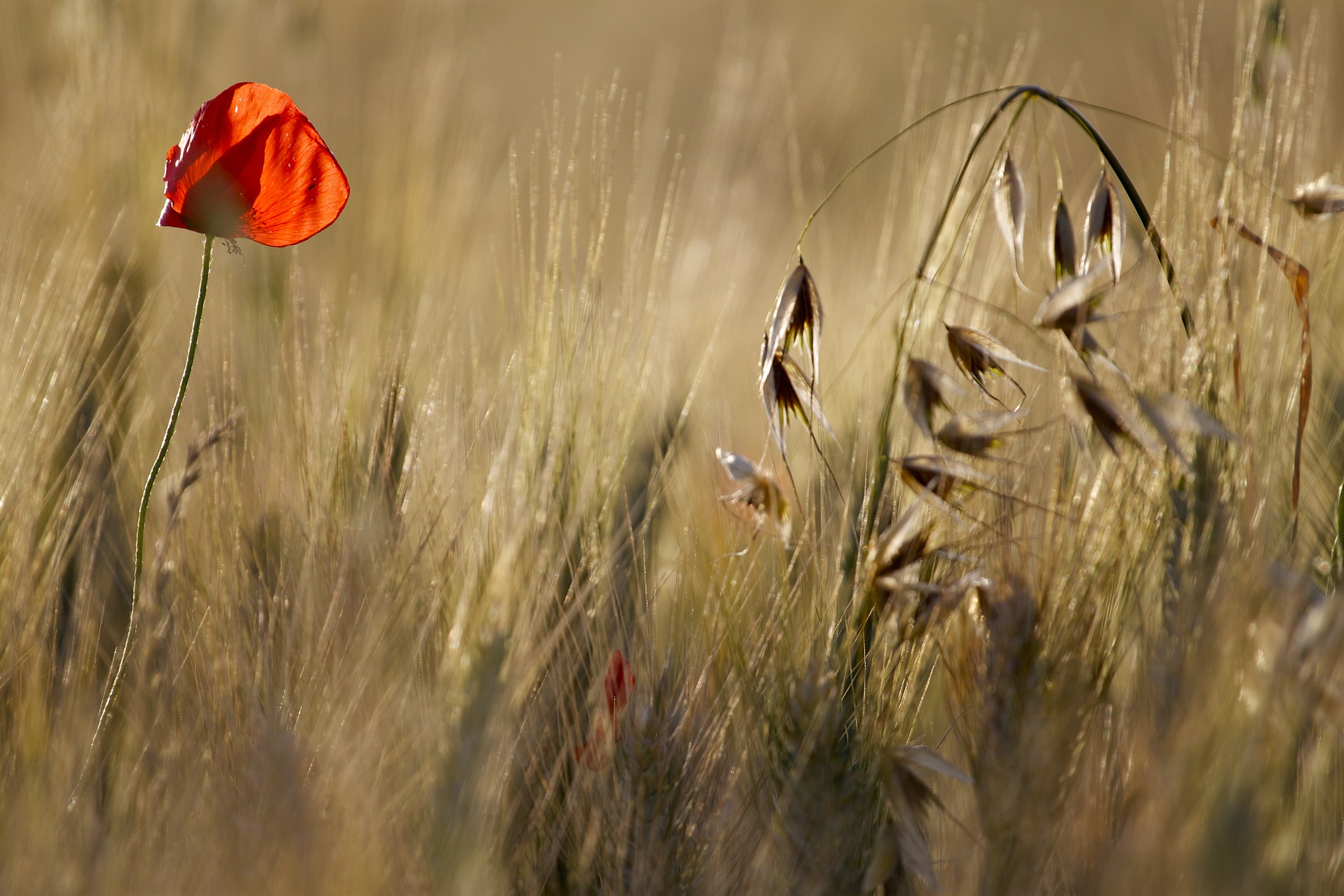 backlight...