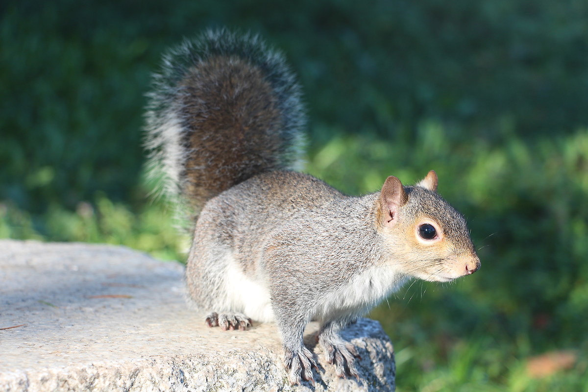 Squirrel 2...