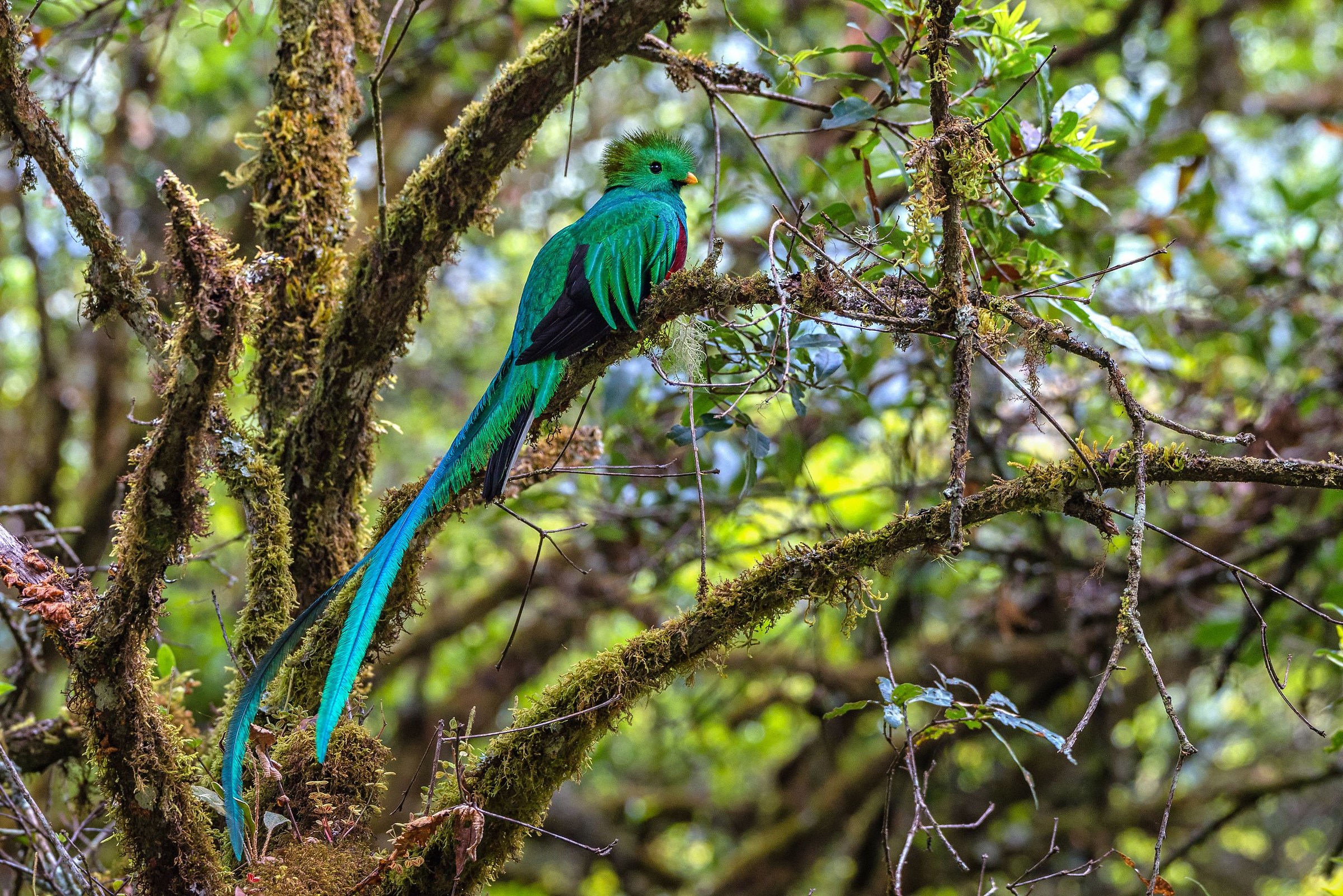 Mythical Quetzal...