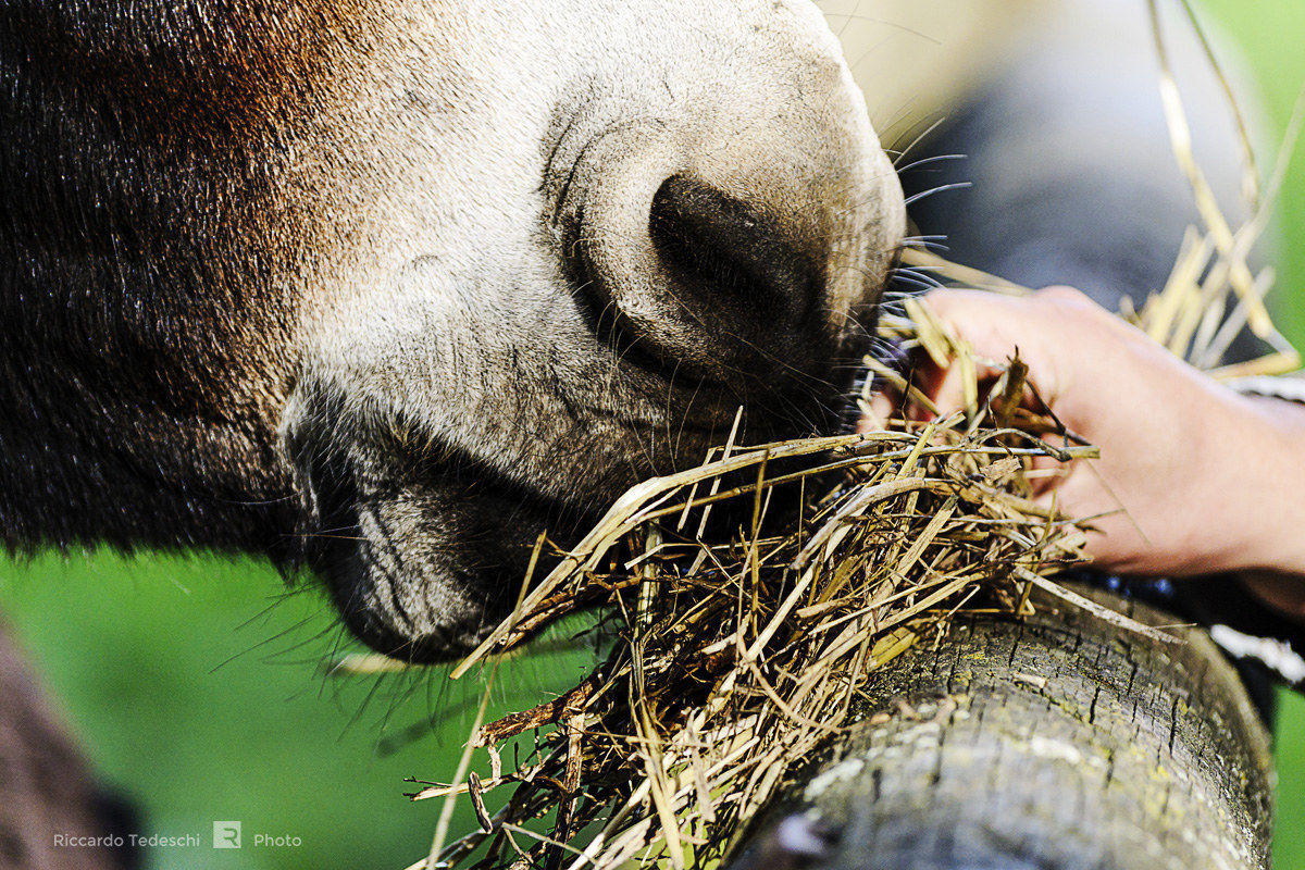 The donkey and the man...