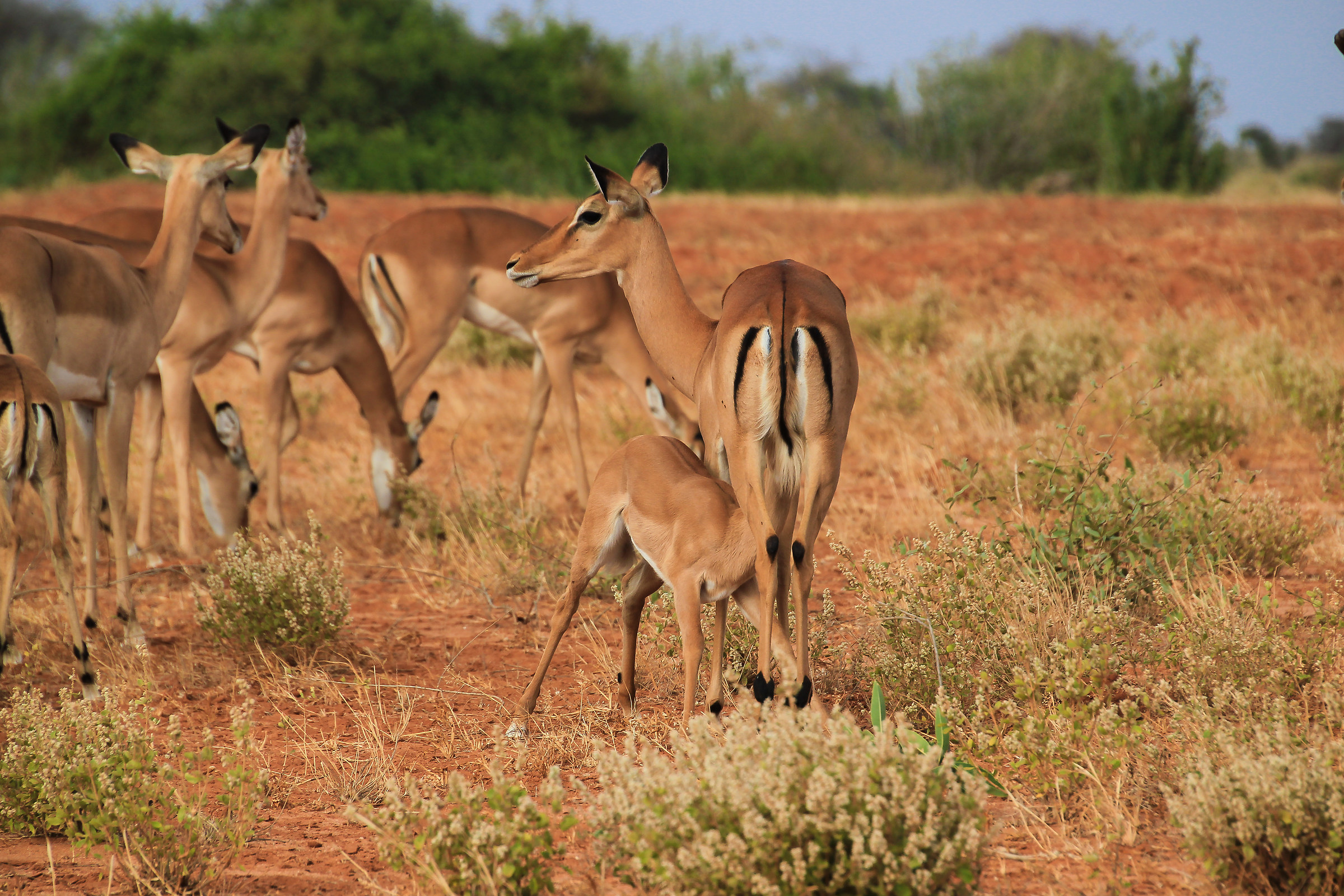 Gazelle Kenya...